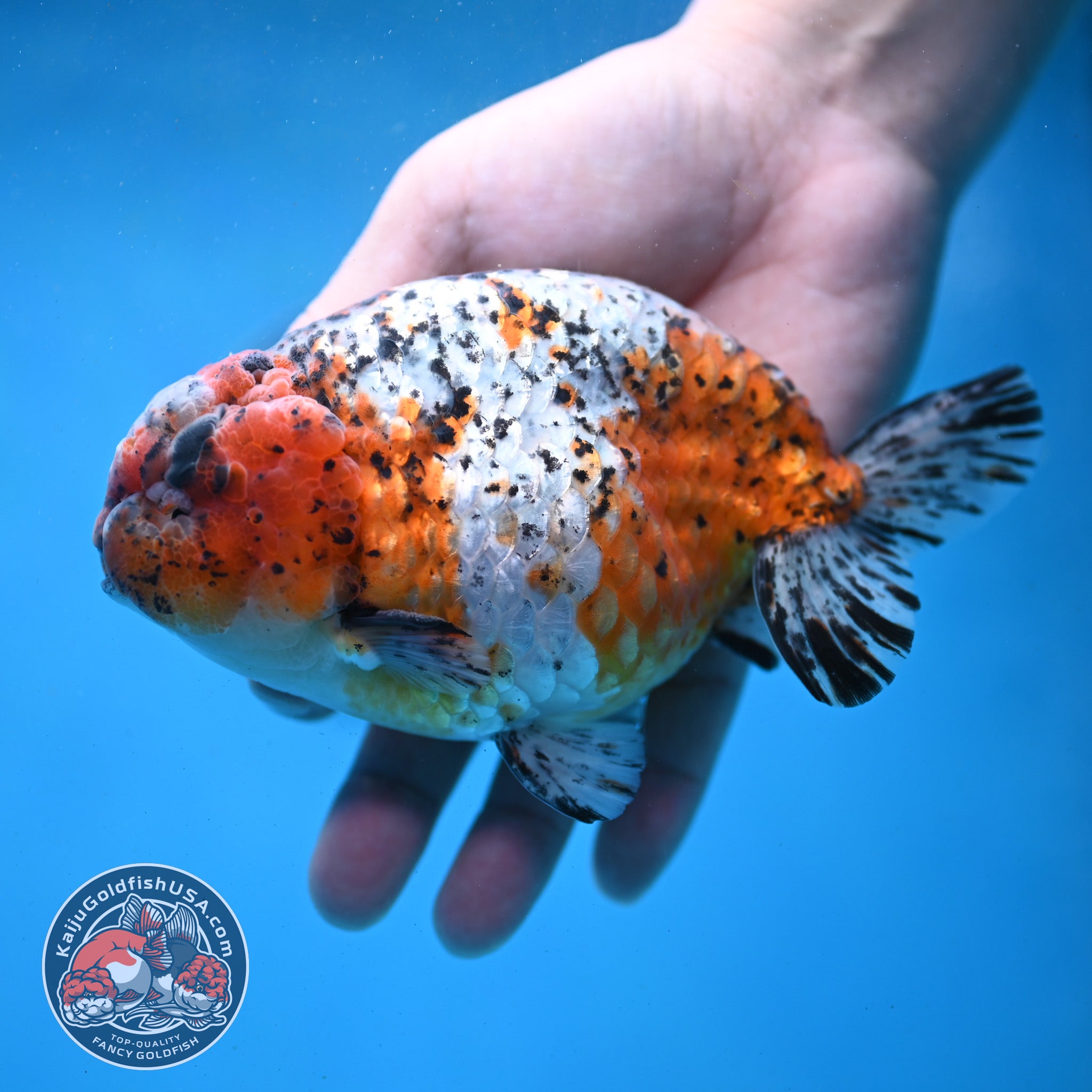 Jumbo Tricolor Tiger Ranchu 5 inch Body (260227_RC02) – Kaiju Goldfish USA
