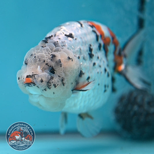 Jumbo Tricolor White Tiger Ranchu 5 inch Body (260220_RC10)