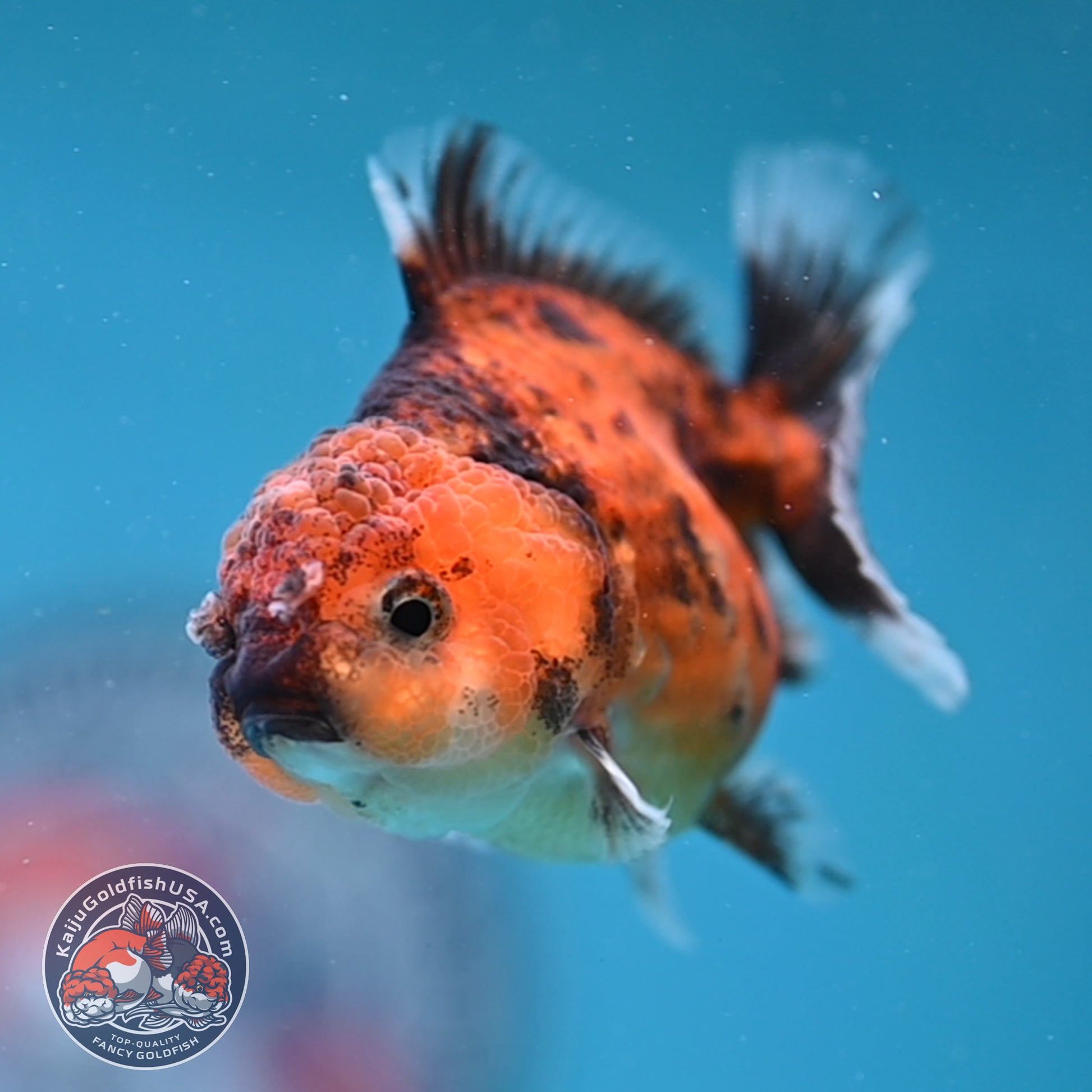 Juvenile Oranda 2.5 inch Body (260116_OR08)