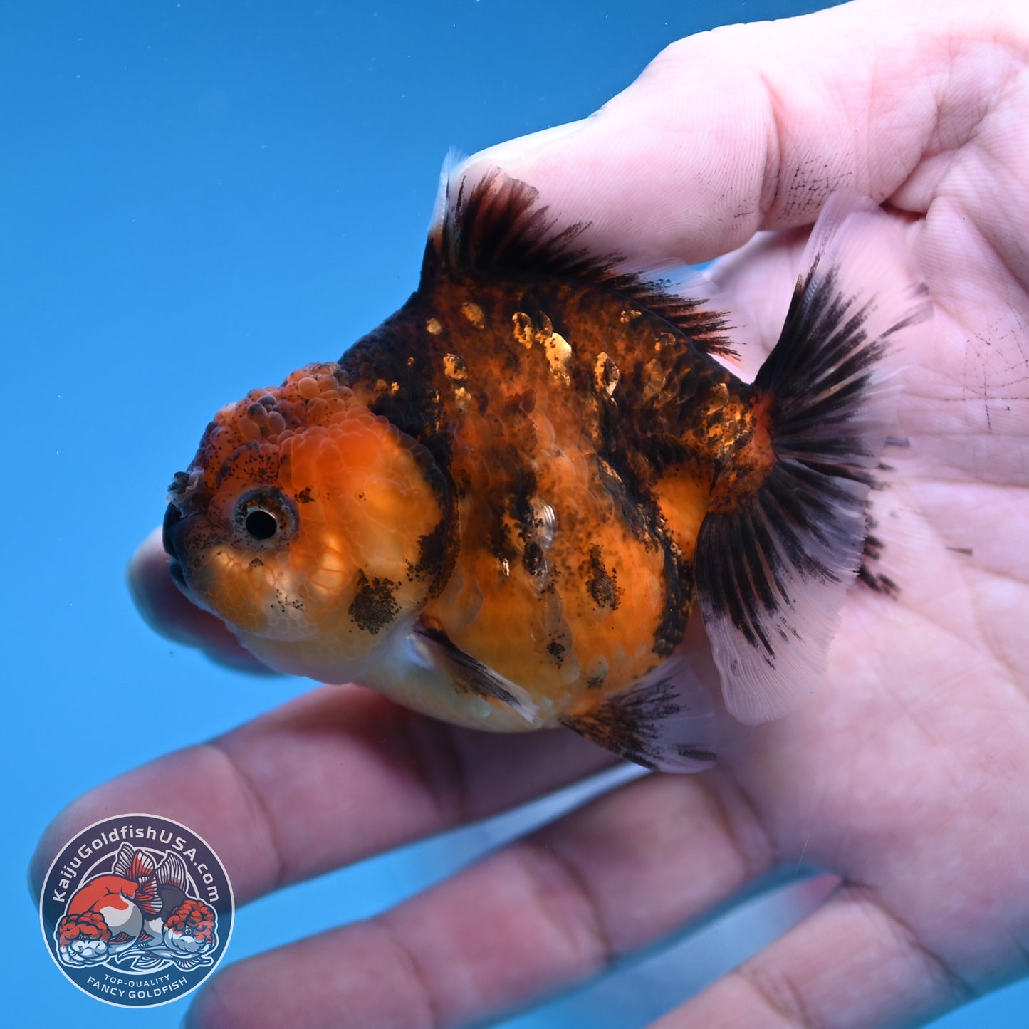 Juvenile Oranda 2.5 inch Body (260116_OR08)