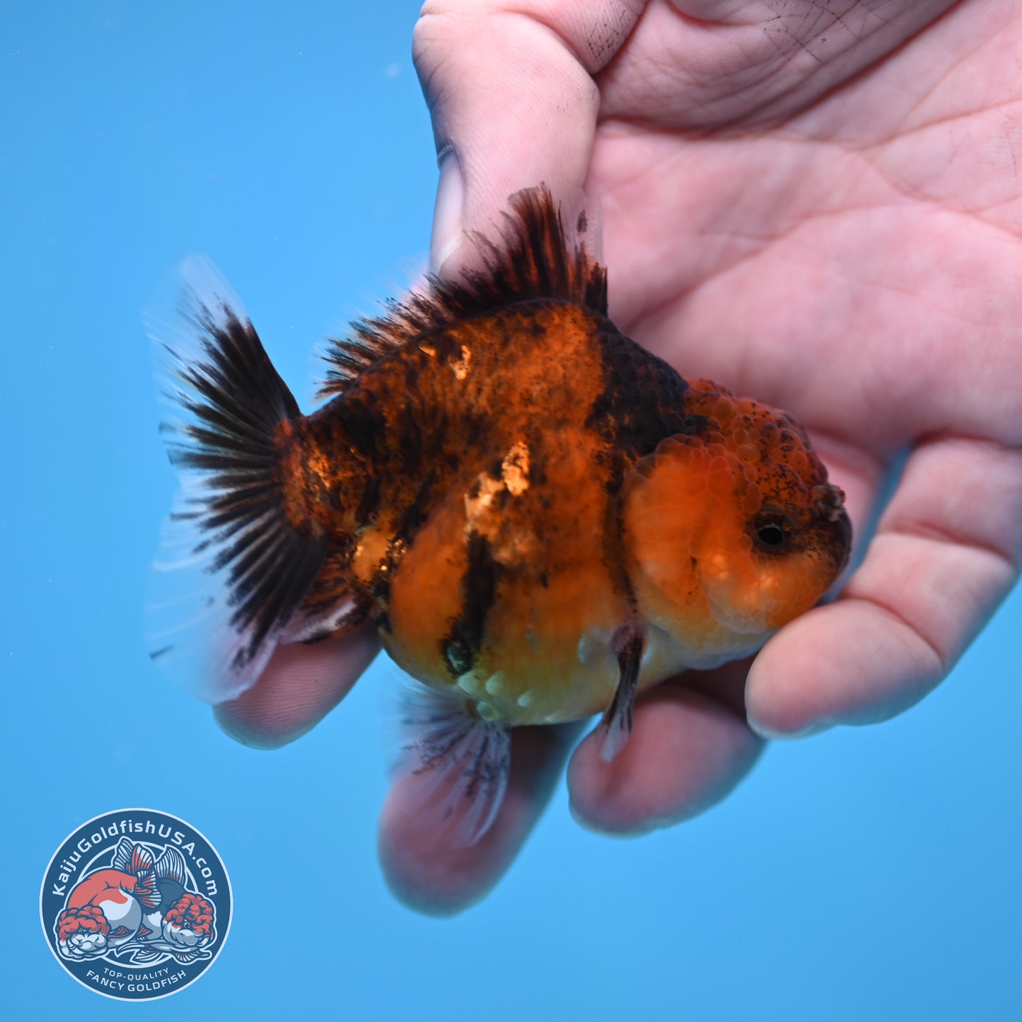 Juvenile Oranda 2.5 inch Body (260116_OR08)