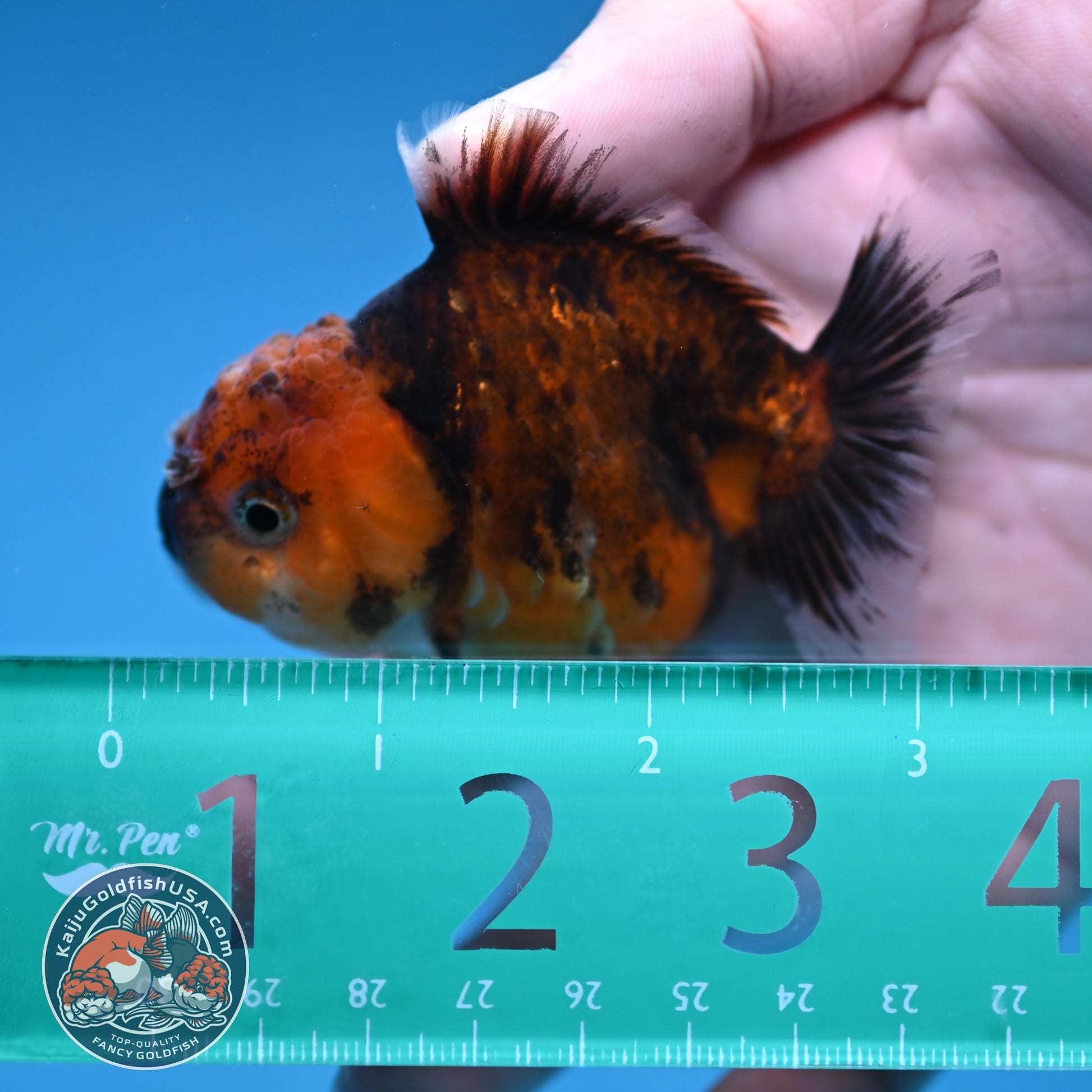 Juvenile Oranda 2.5 inch Body (260116_OR08)