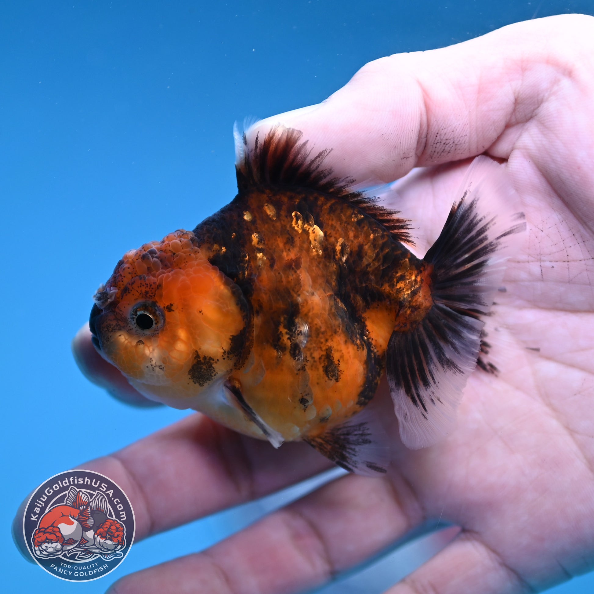 Juvenile Oranda 2.5 inch Body (260116_OR08)