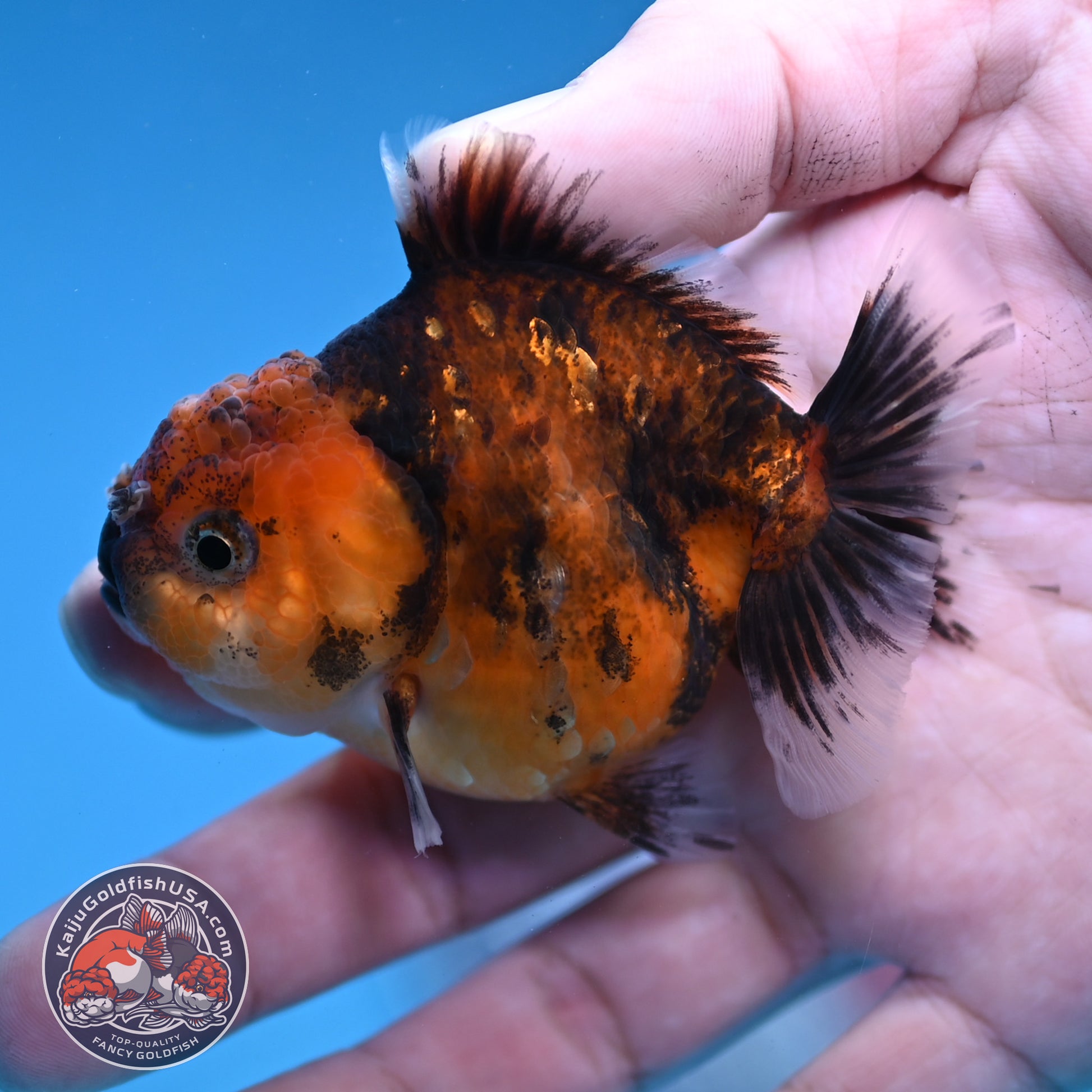 Juvenile Oranda 2.5 inch Body (260116_OR08)