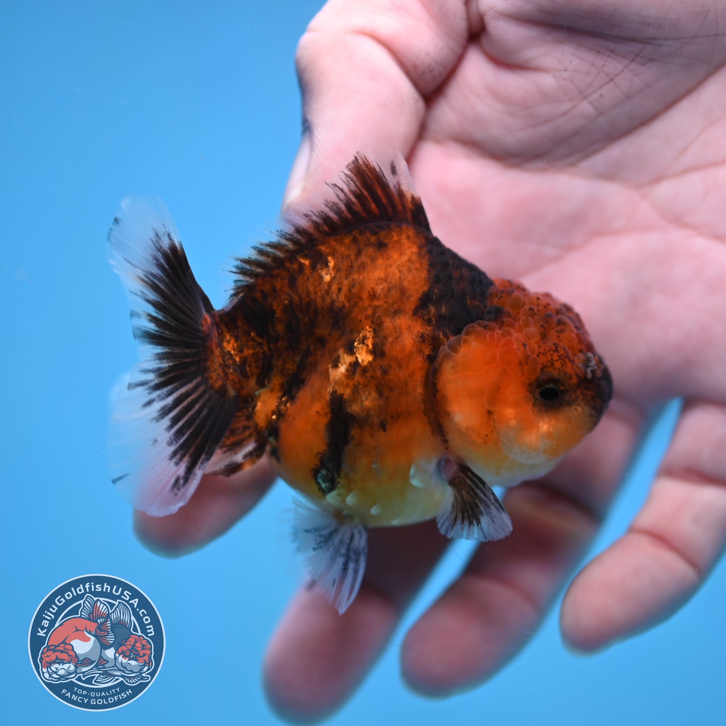 Juvenile Oranda 2.5 inch Body (260116_OR08)