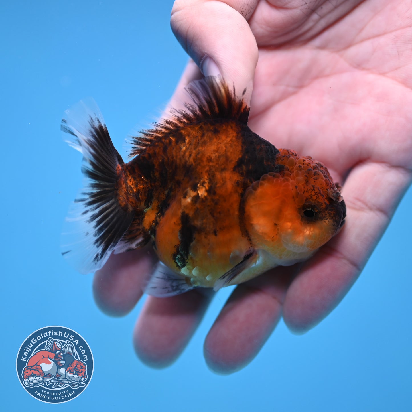 Juvenile Oranda 2.5 inch Body (260116_OR08)
