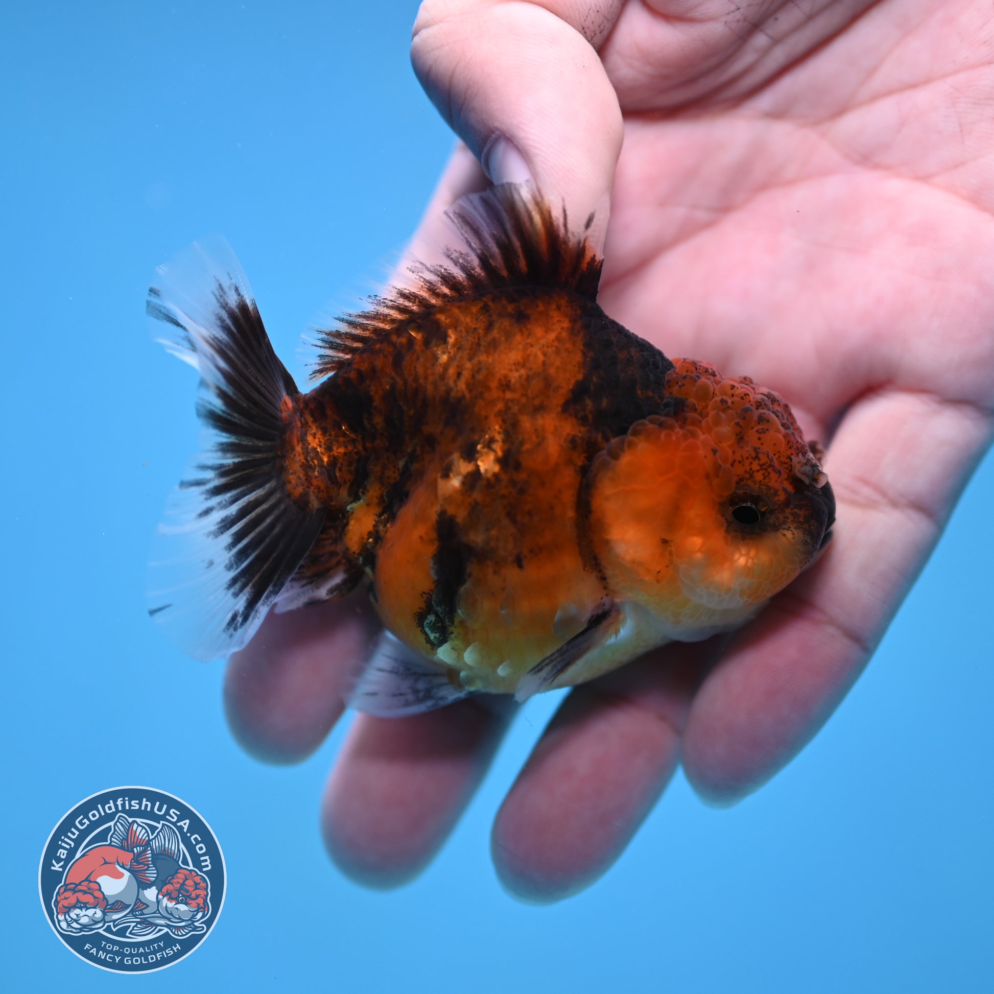 Juvenile Oranda 2.5 inch Body (260116_OR08)