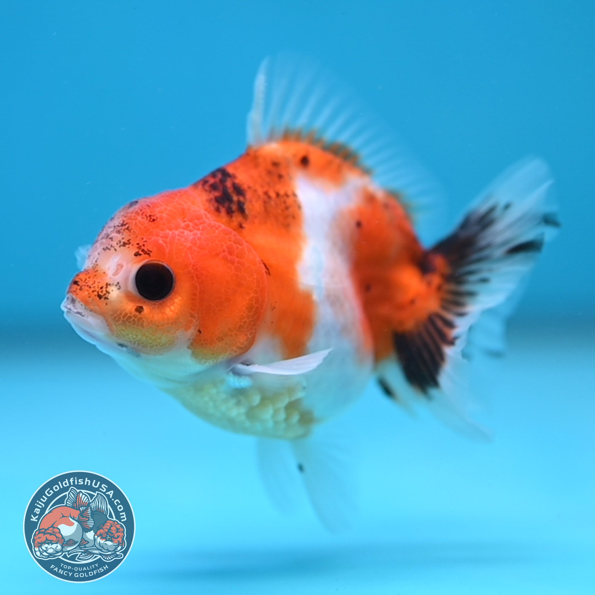 Juvenile Oranda 2.5 inch Body (260116_OR09)
