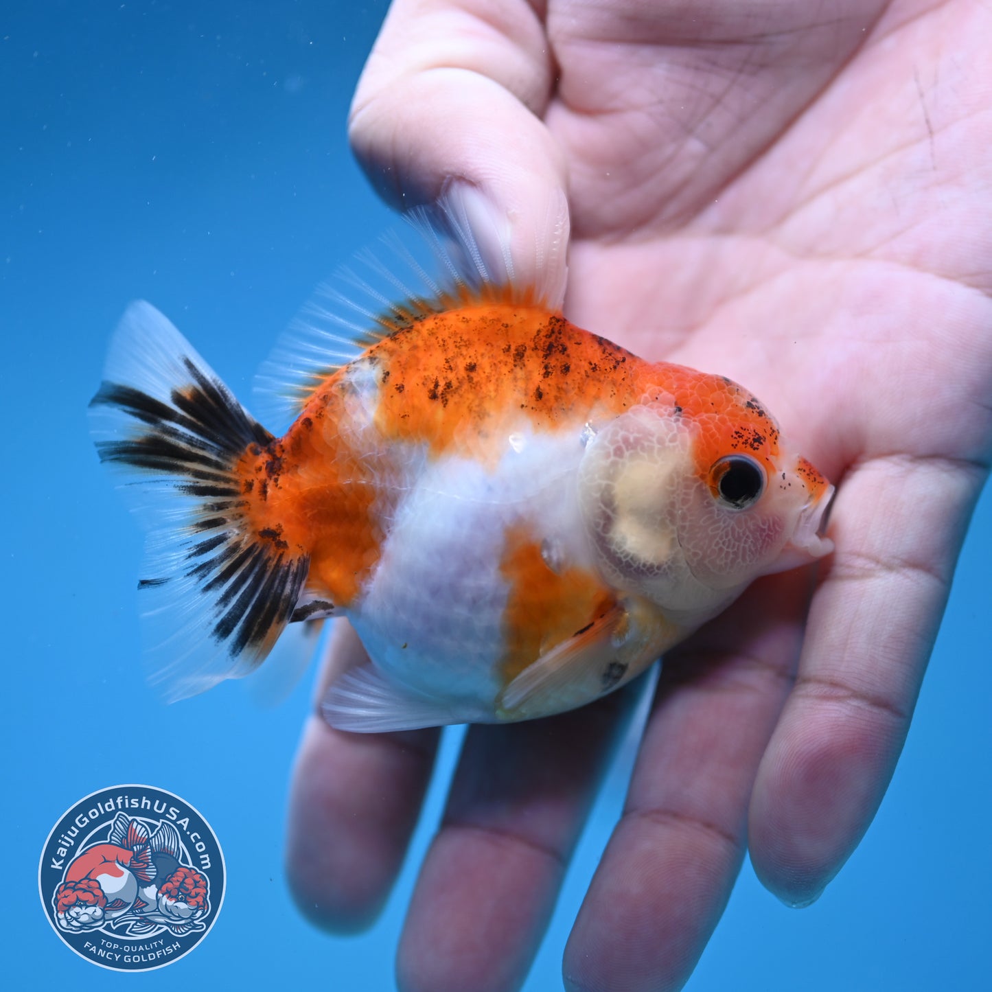 Juvenile Oranda 2.5 inch Body (260116_OR09)