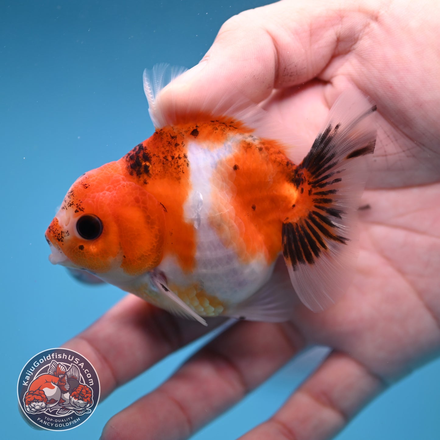 Juvenile Oranda 2.5 inch Body (260116_OR09)