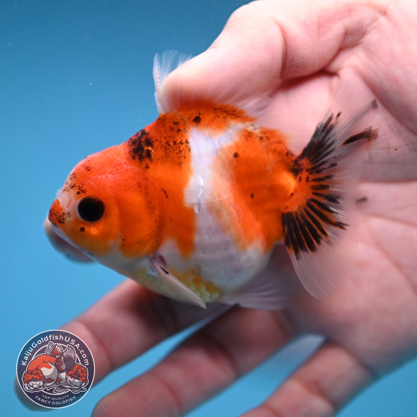 Juvenile Oranda 2.5 inch Body (260116_OR09)