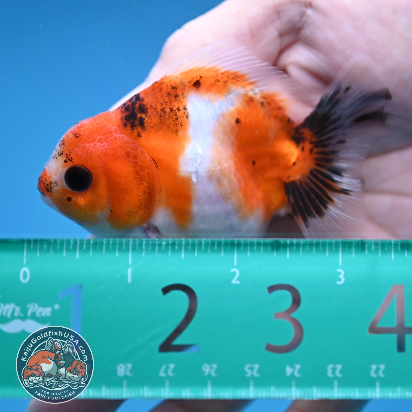 Juvenile Oranda 2.5 inch Body (260116_OR09)