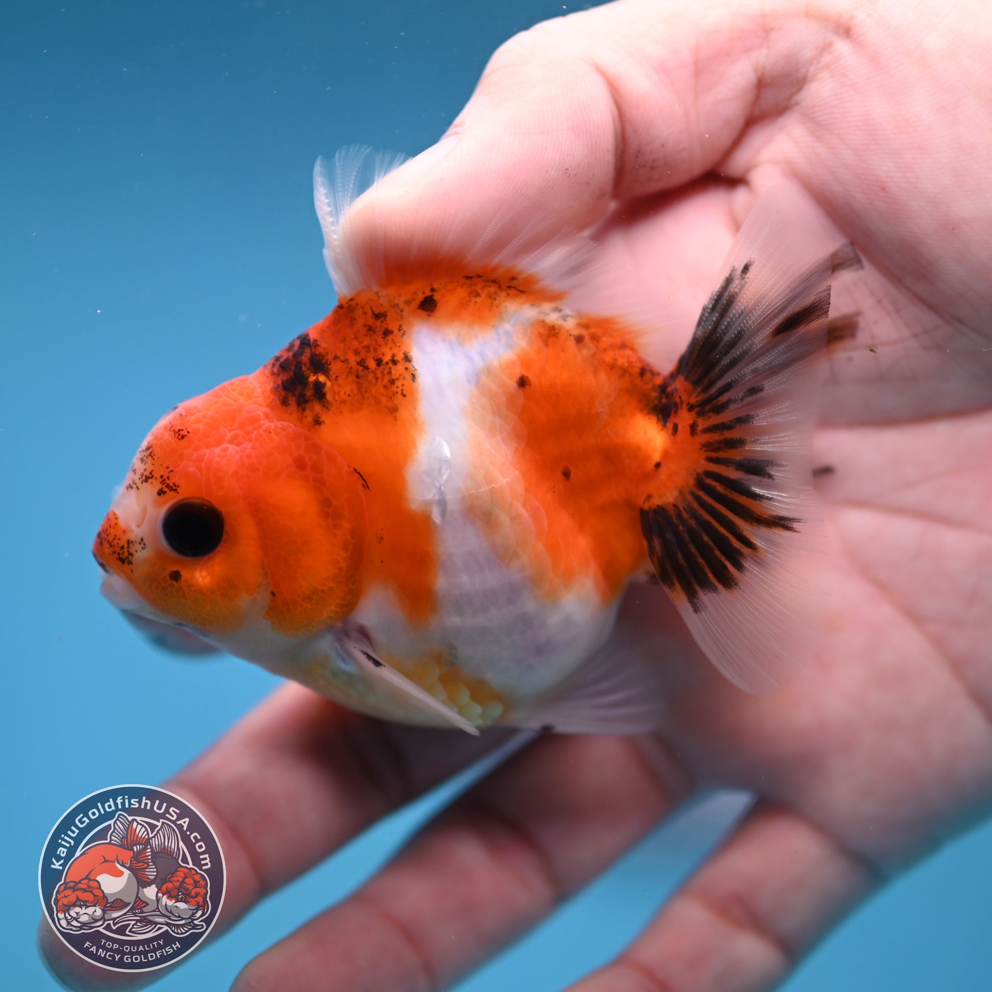 Juvenile Oranda 2.5 inch Body (260116_OR09)