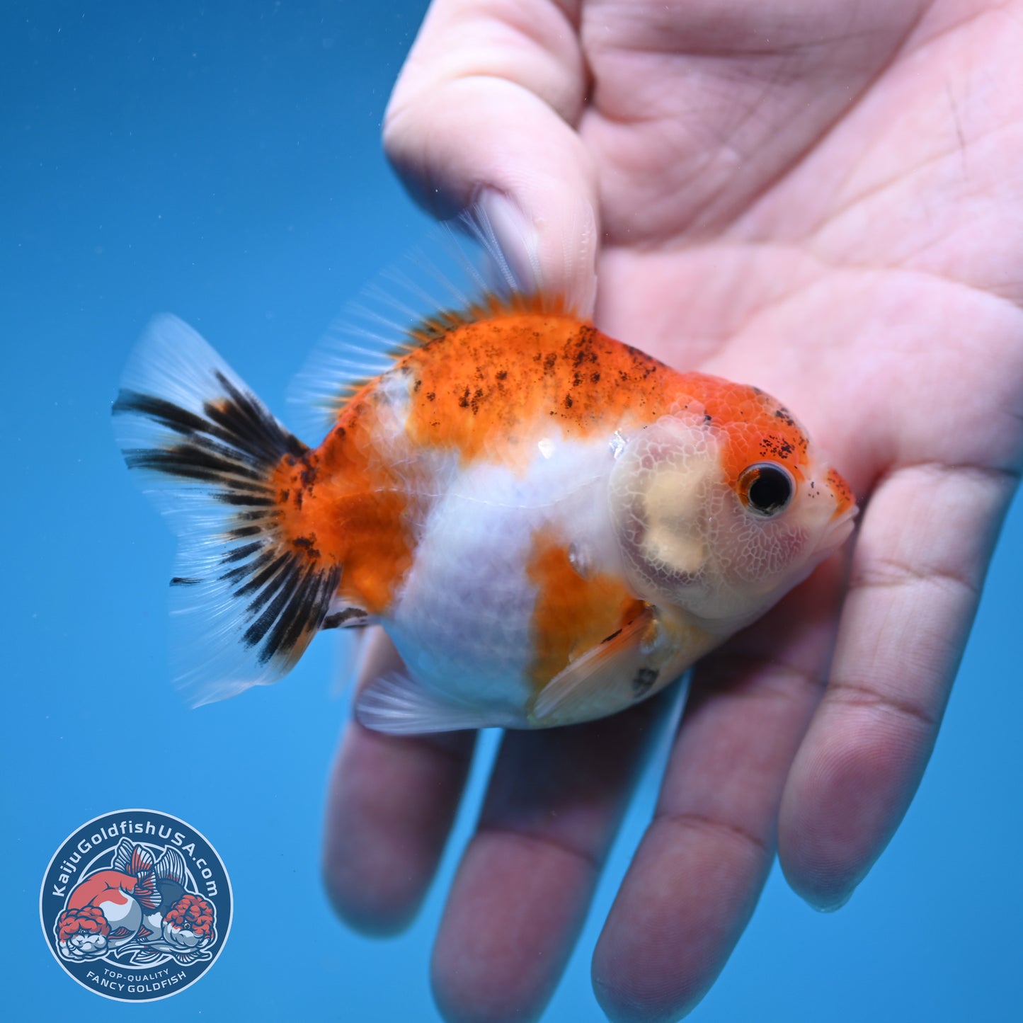 Juvenile Oranda 2.5 inch Body (260116_OR09)