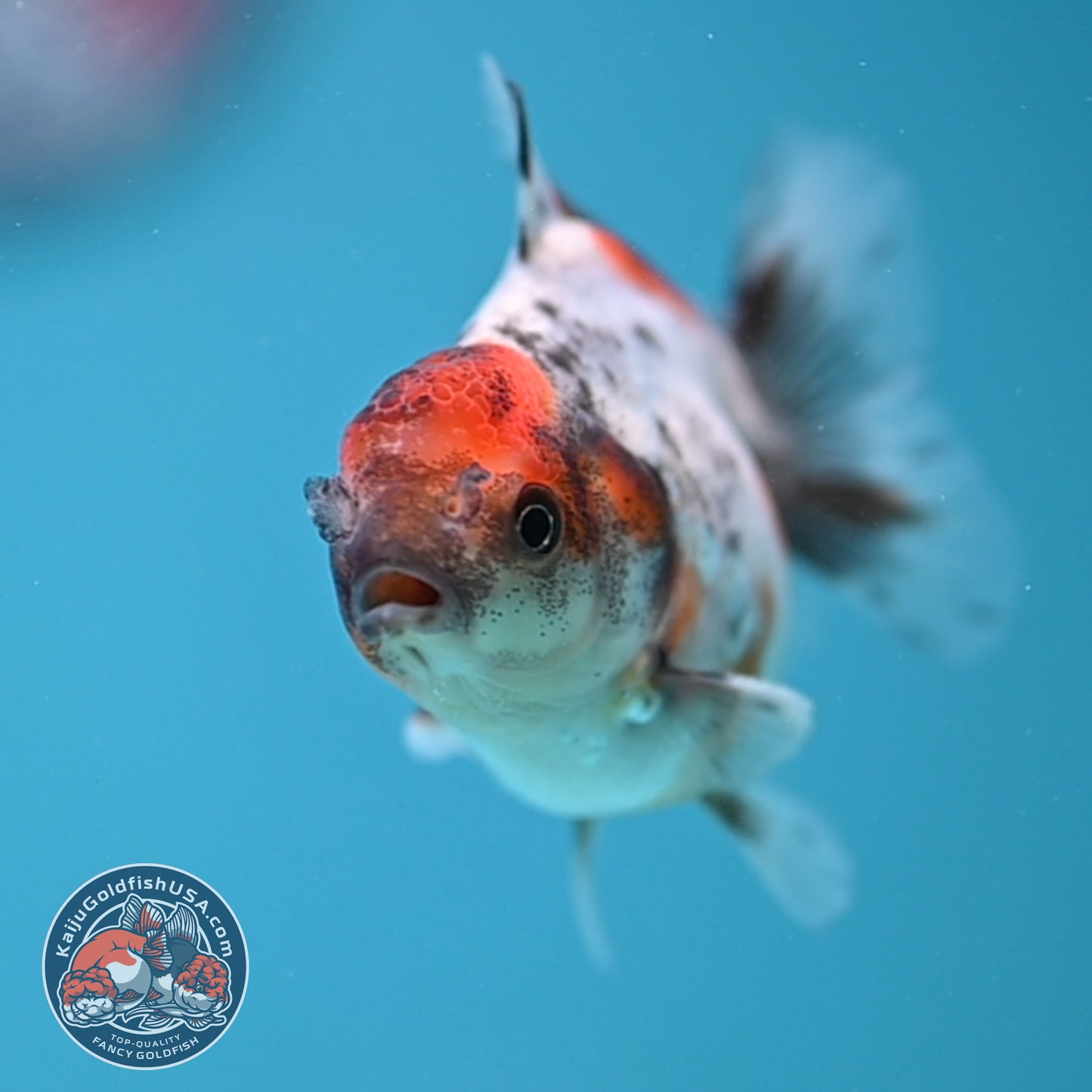 Juvenile Oranda 2.5 inch Body (260116_OR10)