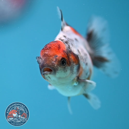Juvenile Oranda 2.5 inch Body (260116_OR10)