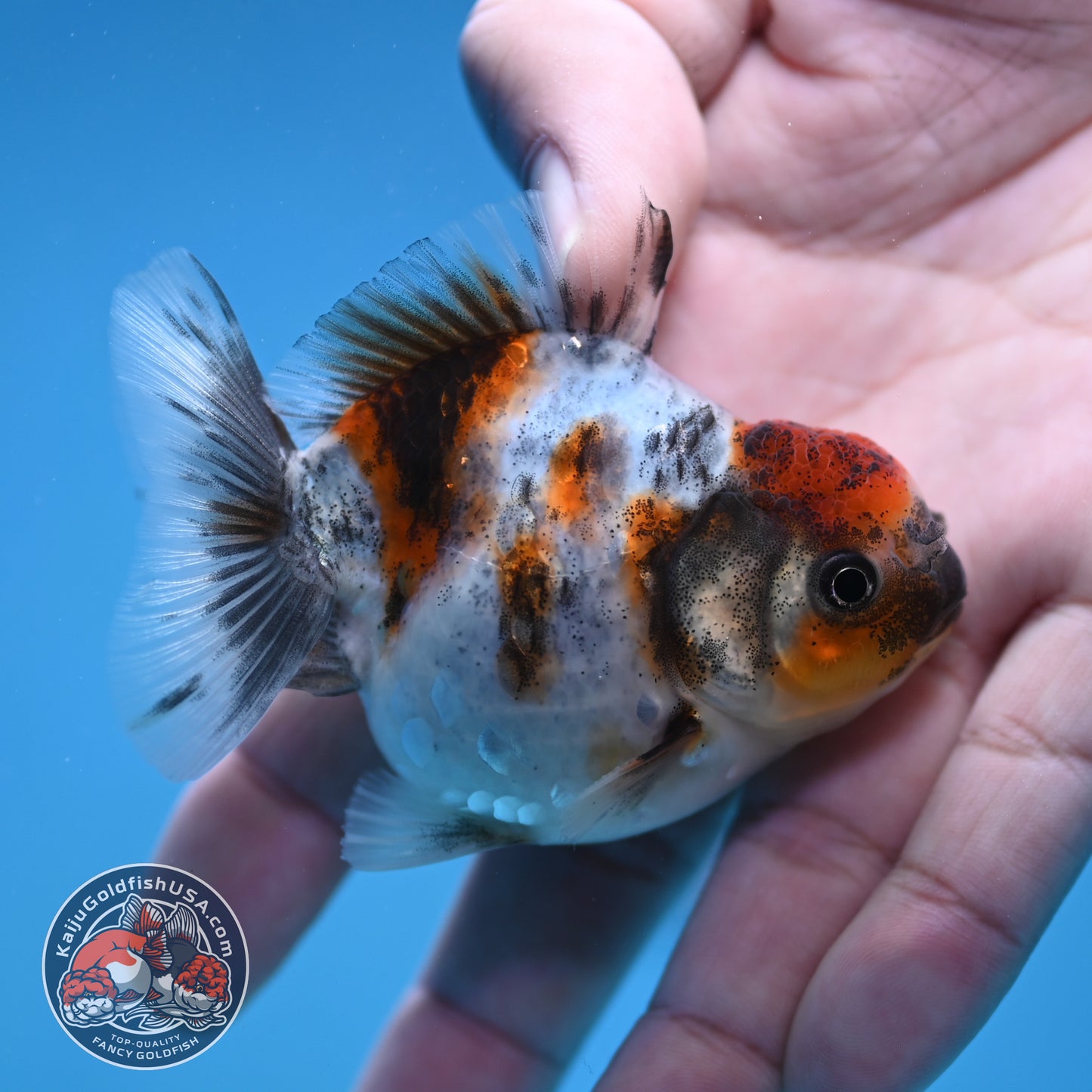 Juvenile Oranda 2.5 inch Body (260116_OR10)