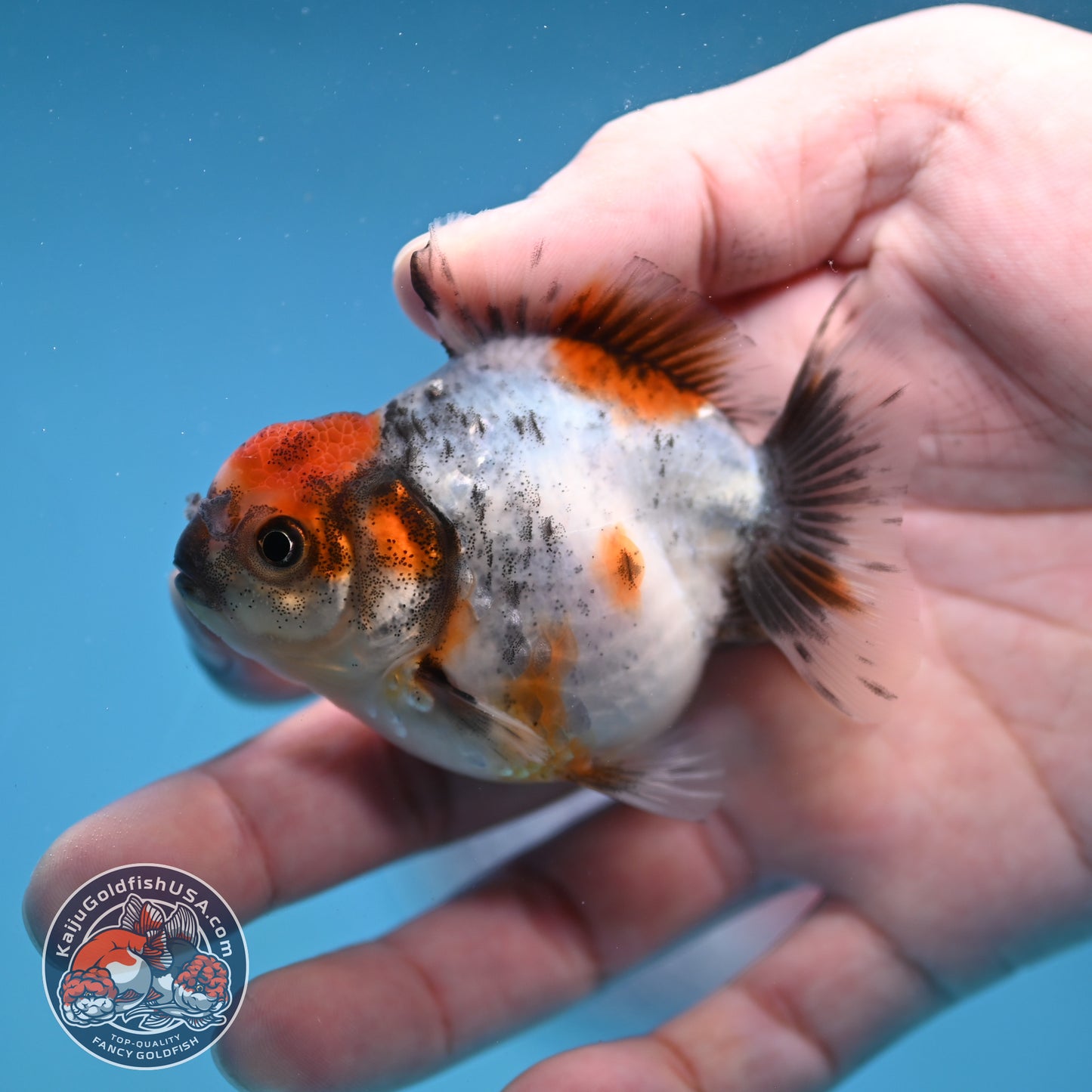 Juvenile Oranda 2.5 inch Body (260116_OR10)