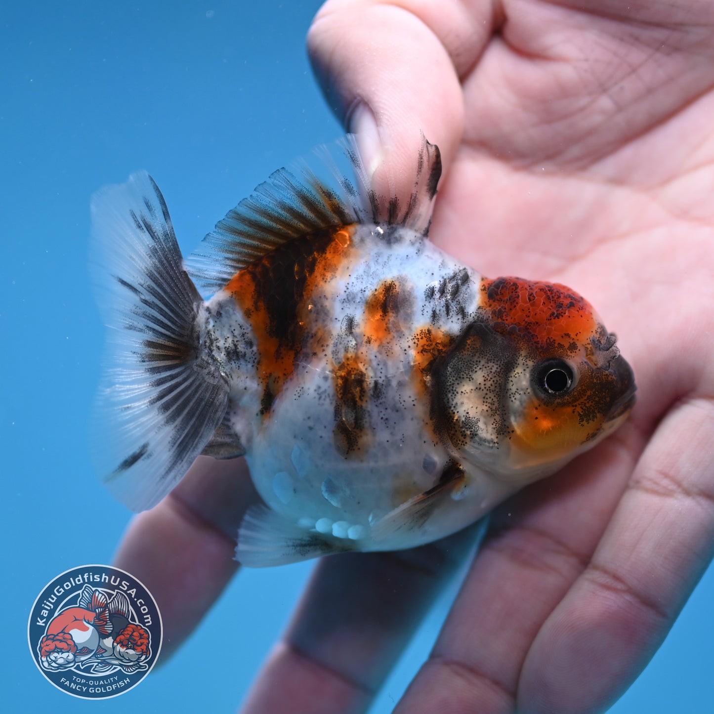 Juvenile Oranda 2.5 inch Body (260116_OR10)