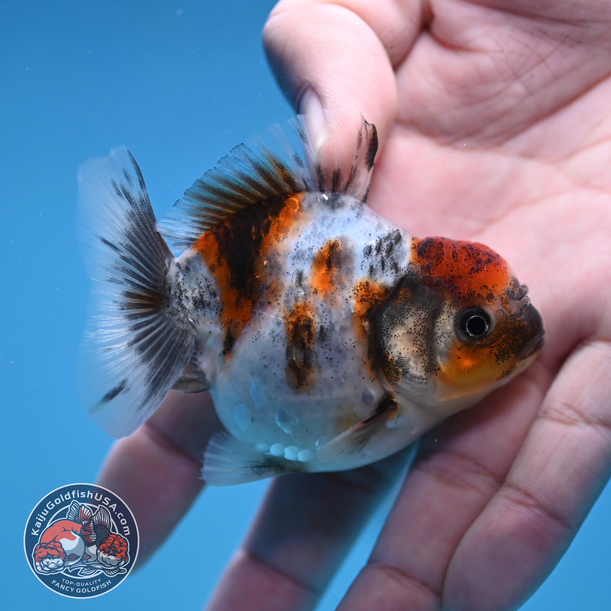 Juvenile Oranda 2.5 inch Body (260116_OR10)
