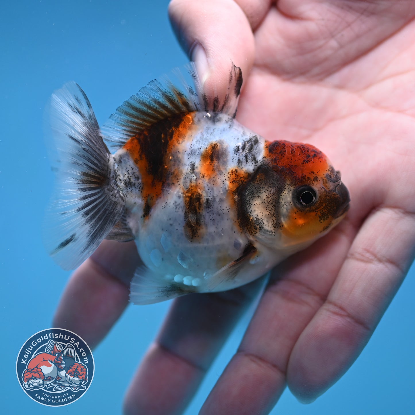 Juvenile Oranda 2.5 inch Body (260116_OR10)