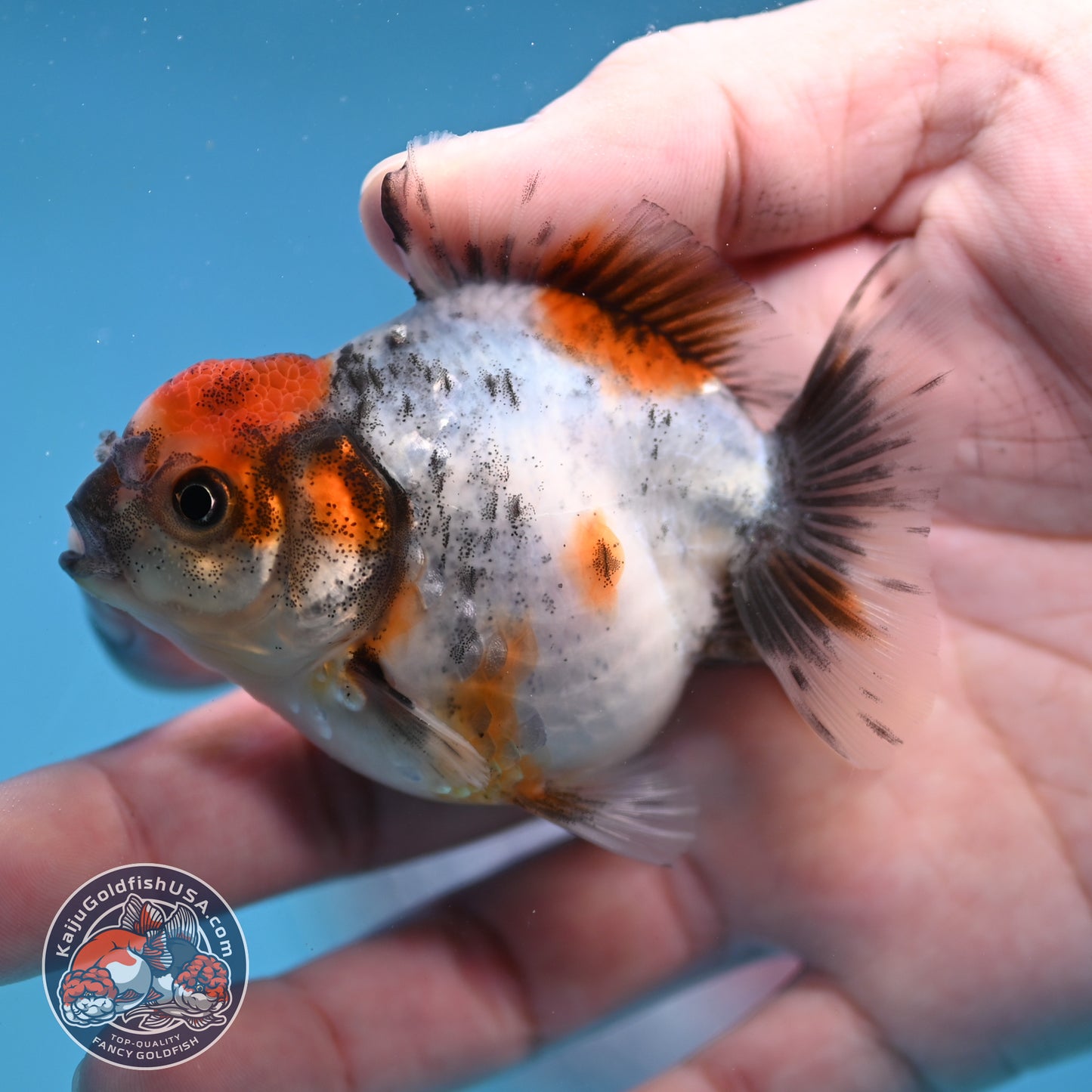 Juvenile Oranda 2.5 inch Body (260116_OR10)