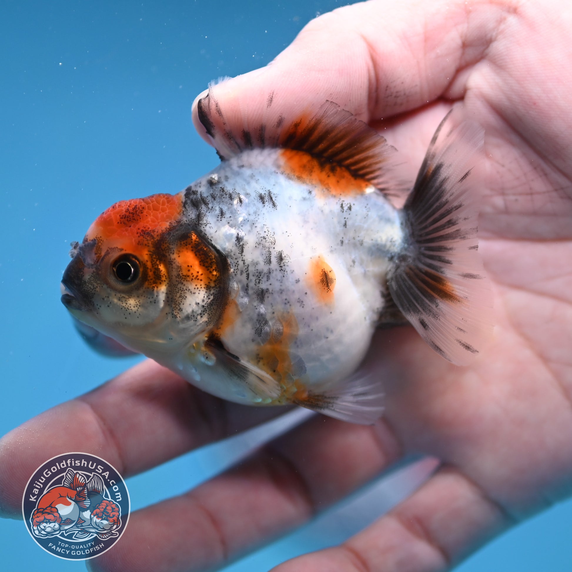 Juvenile Oranda 2.5 inch Body (260116_OR10)