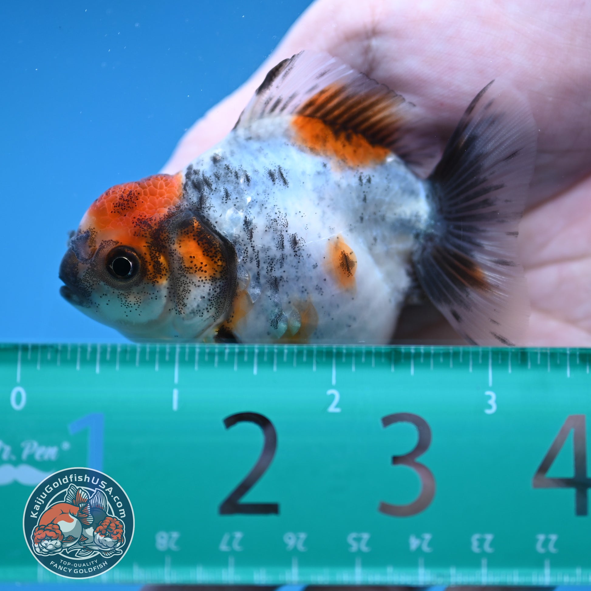 Juvenile Oranda 2.5 inch Body (260116_OR10)