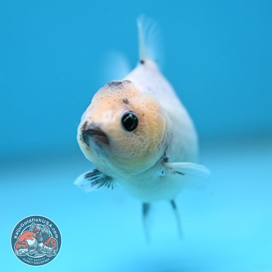 Juvenile Oranda 2.5 inch Body (260116_OR11)