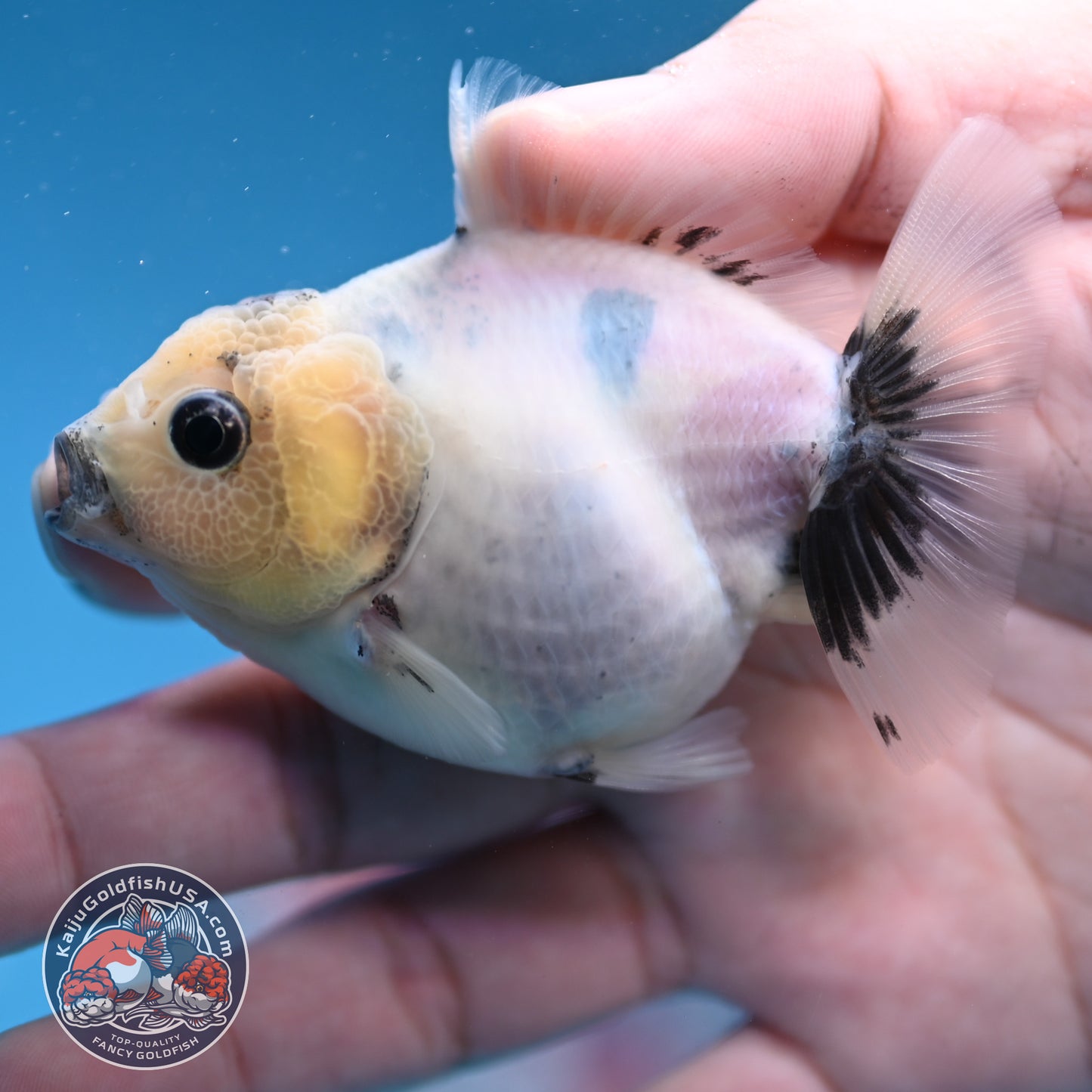 Juvenile Oranda 2.5 inch Body (260116_OR11)
