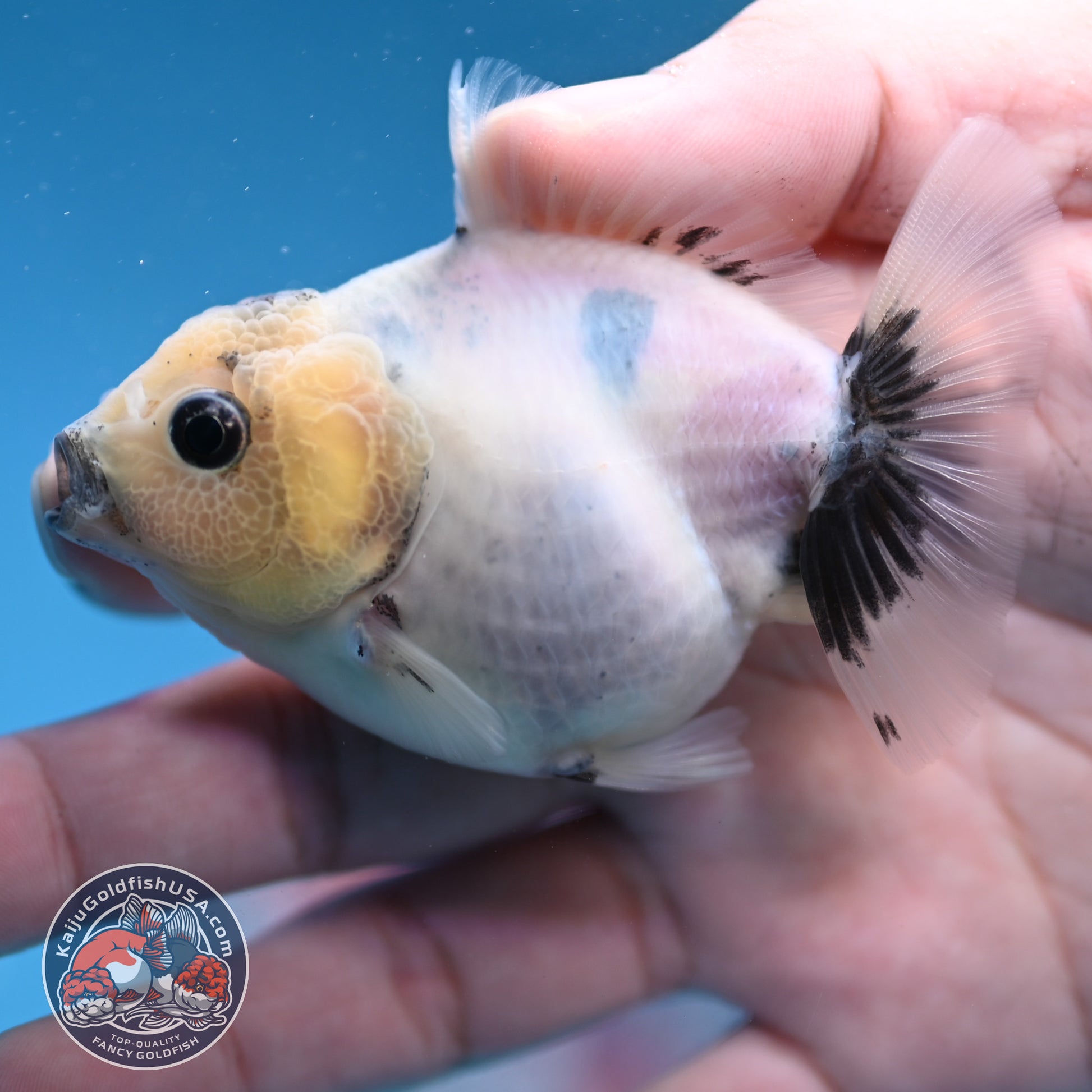 Juvenile Oranda 2.5 inch Body (260116_OR11)