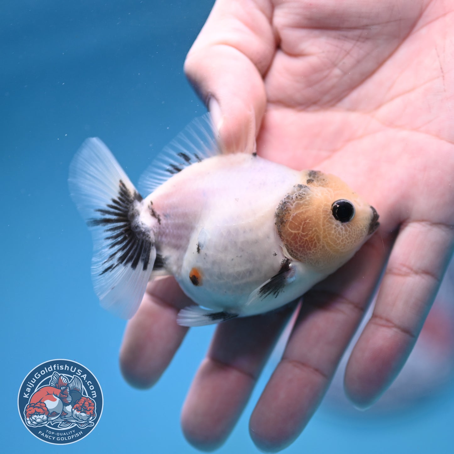 Juvenile Oranda 2.5 inch Body (260116_OR11)
