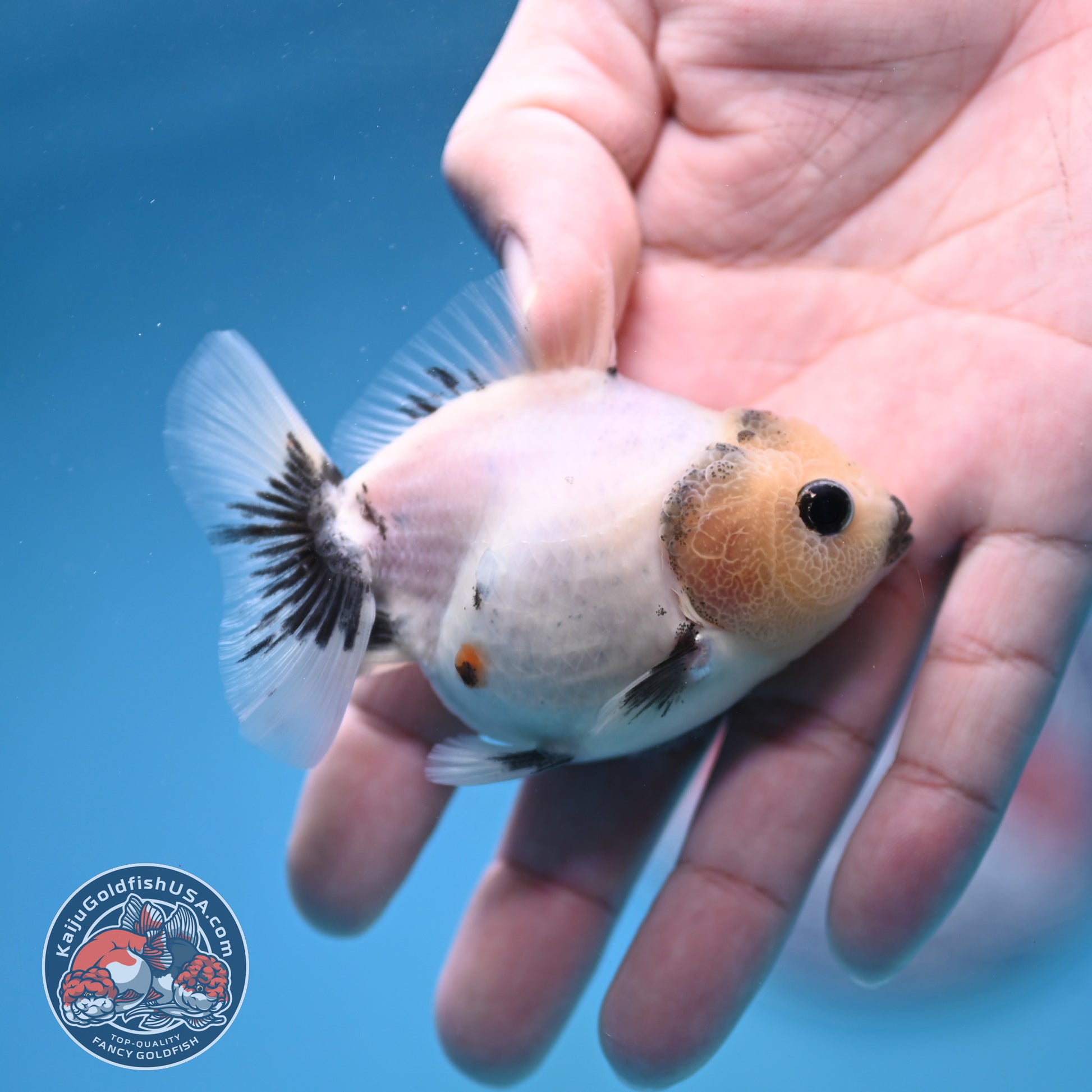 Juvenile Oranda 2.5 inch Body (260116_OR11)