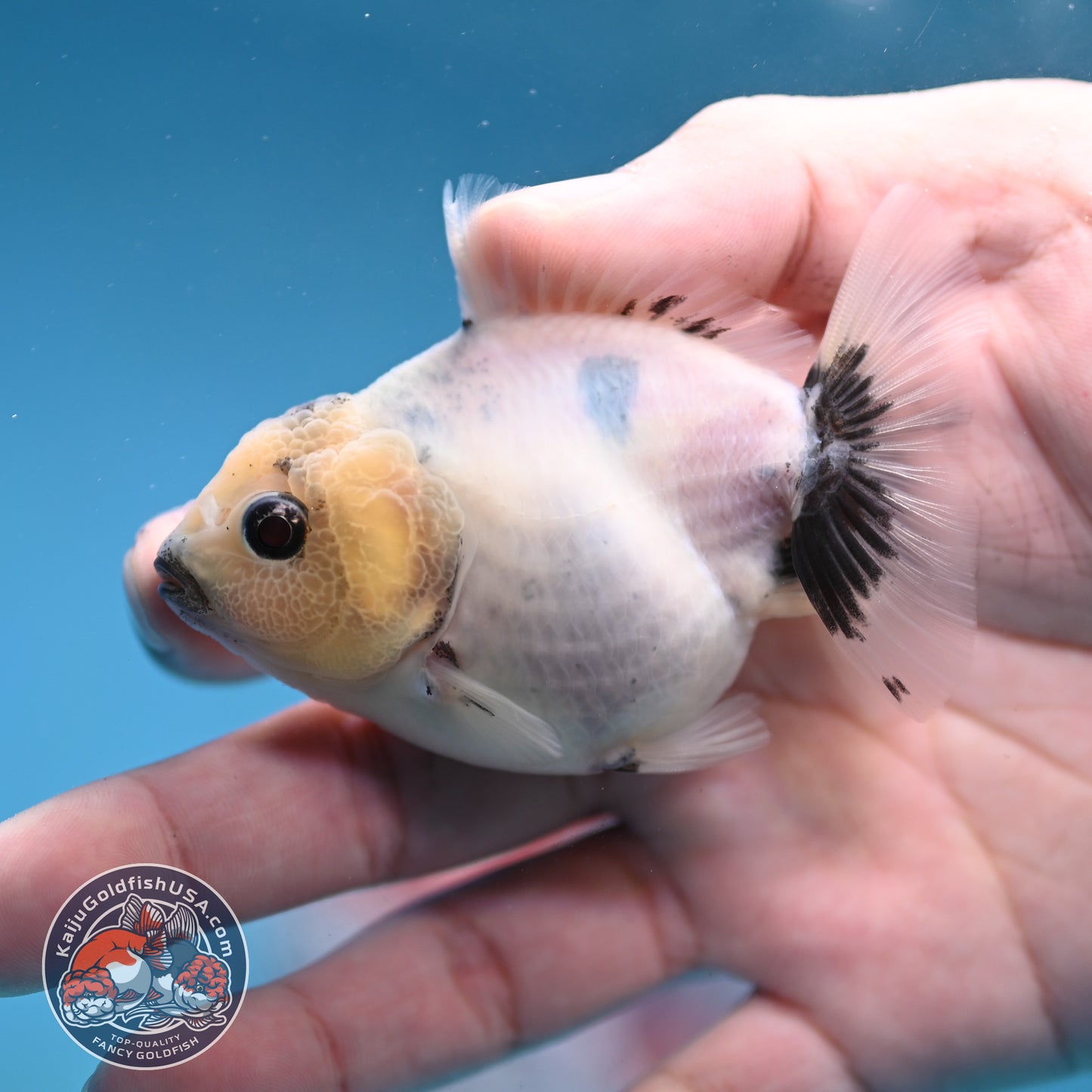 Juvenile Oranda 2.5 inch Body (260116_OR11)