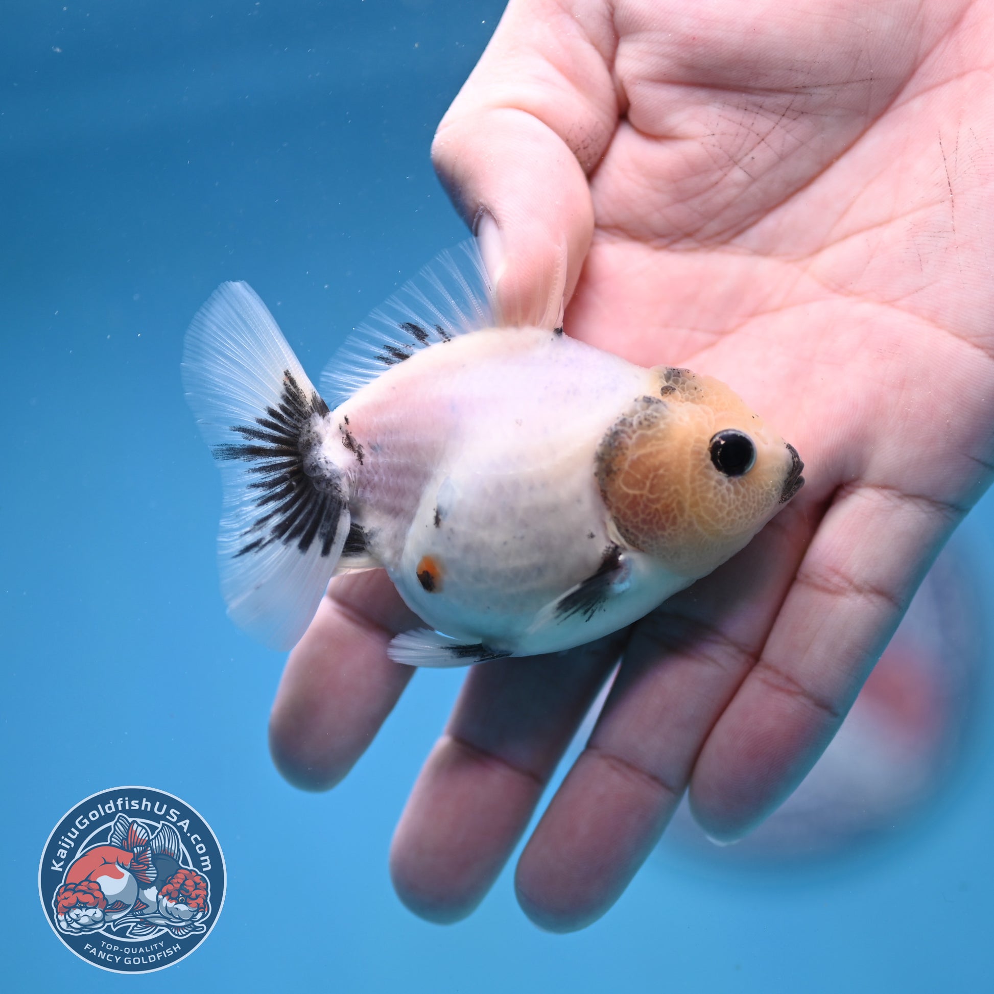 Juvenile Oranda 2.5 inch Body (260116_OR11)