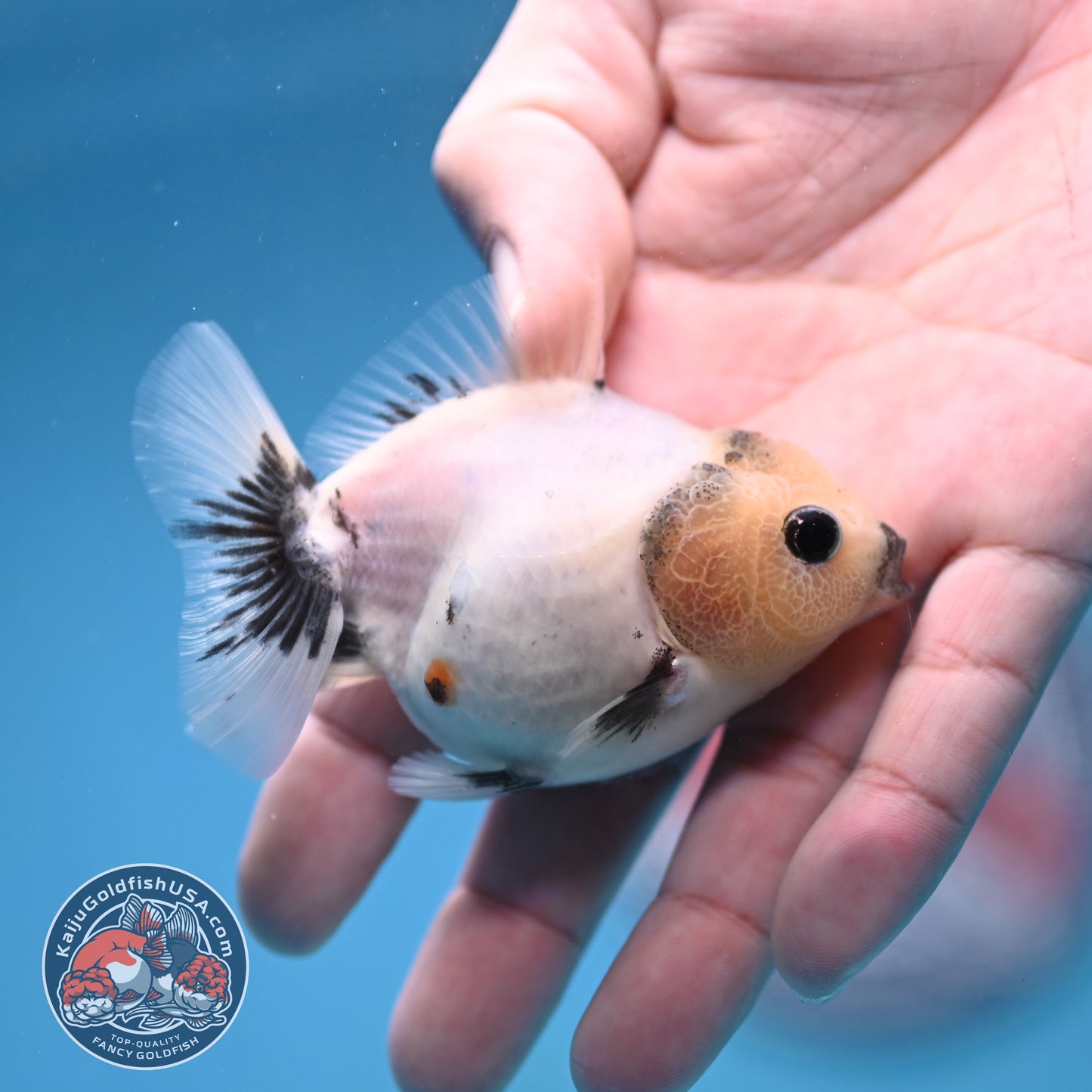 Juvenile Oranda 2.5 inch Body (260116_OR11)