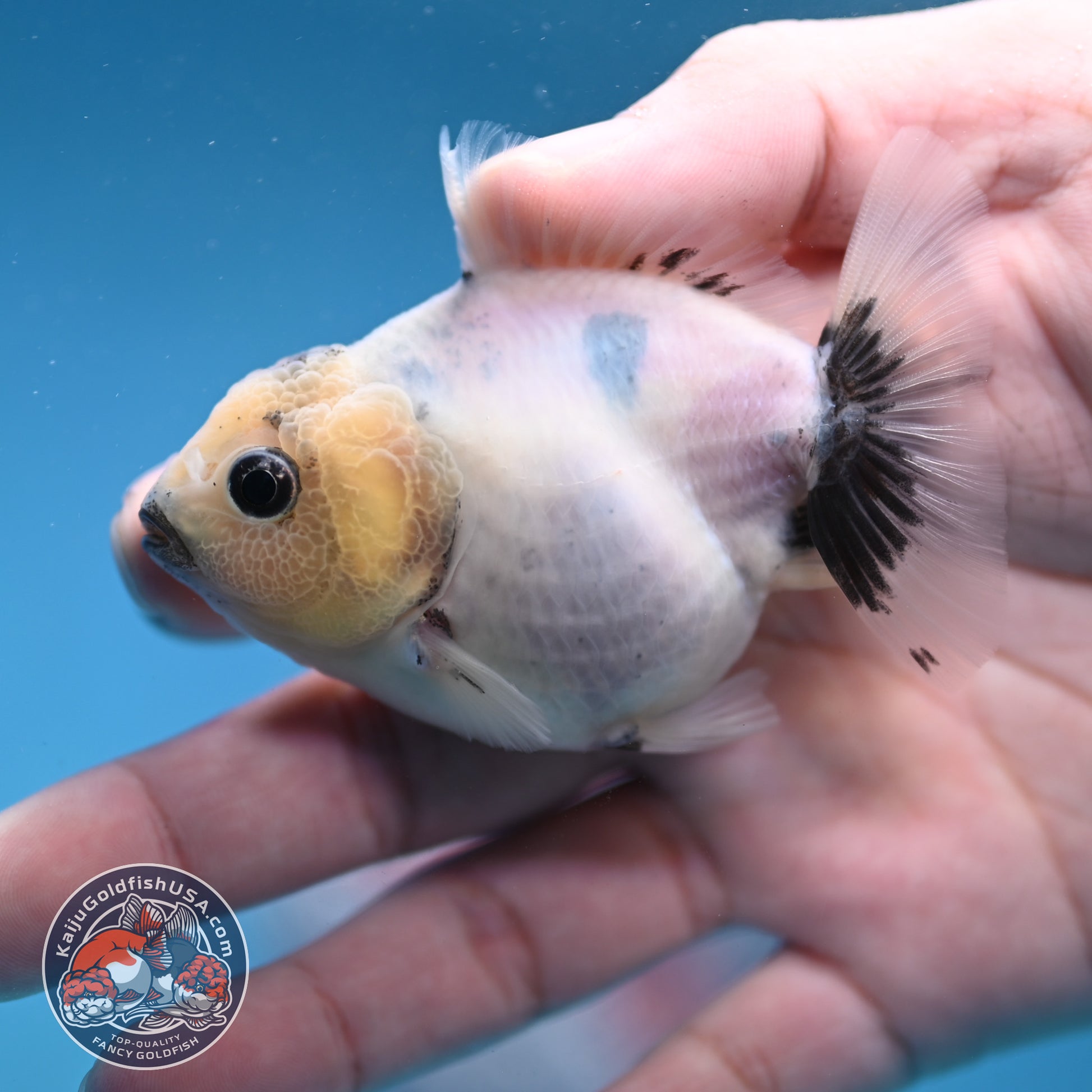 Juvenile Oranda 2.5 inch Body (260116_OR11)