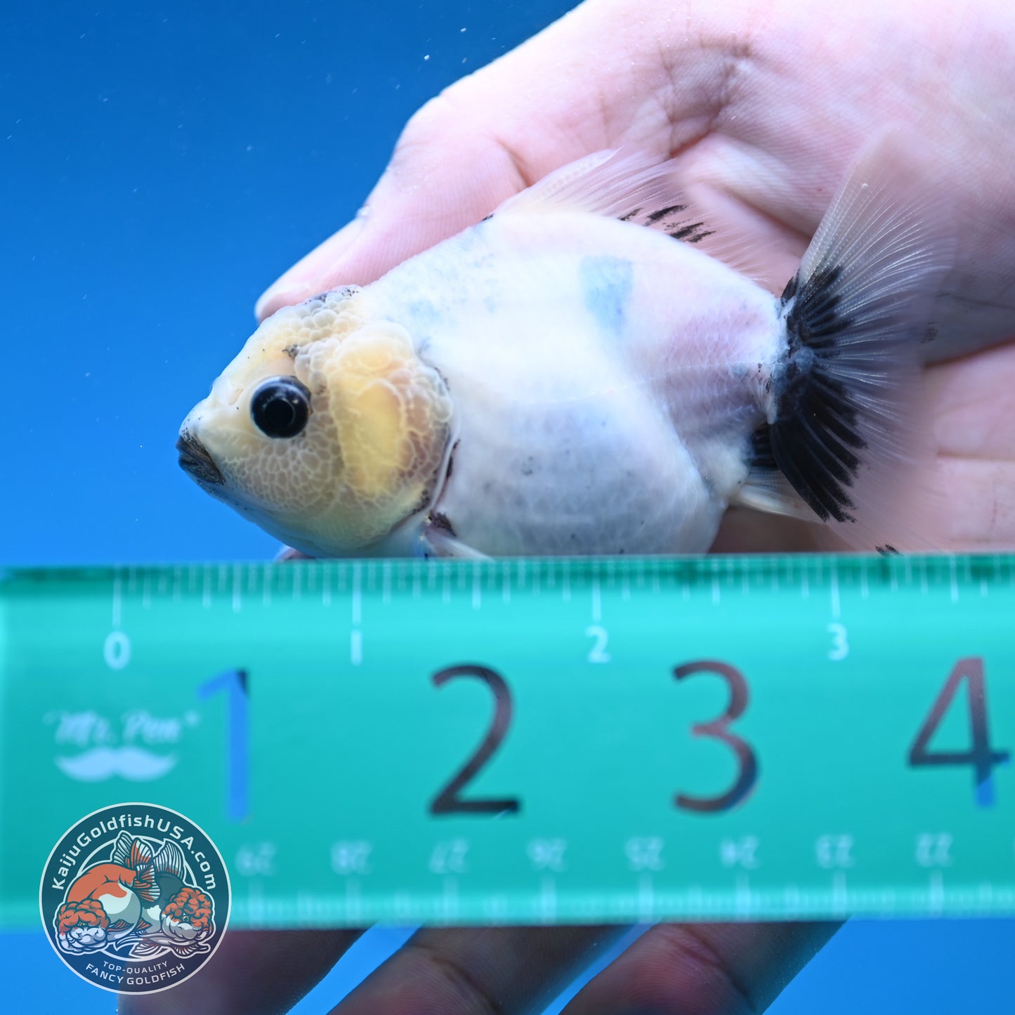 Juvenile Oranda 2.5 inch Body (260116_OR11)