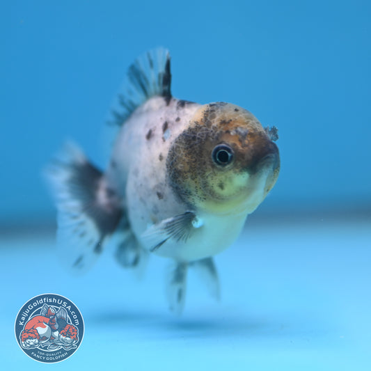 Juvenile Oranda 2.5 inch Body (260116_OR13)