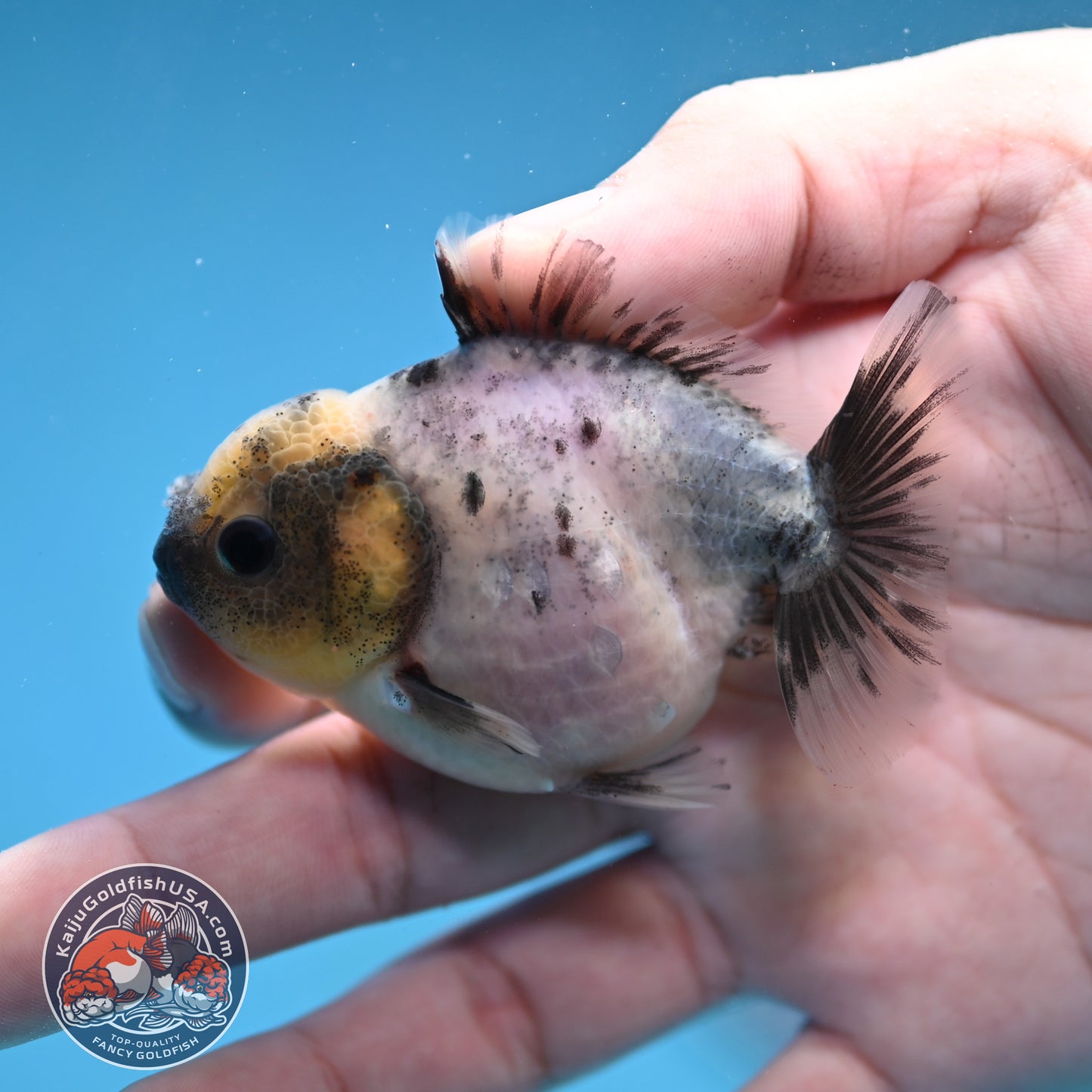 Juvenile Oranda 2.5 inch Body (260116_OR13)