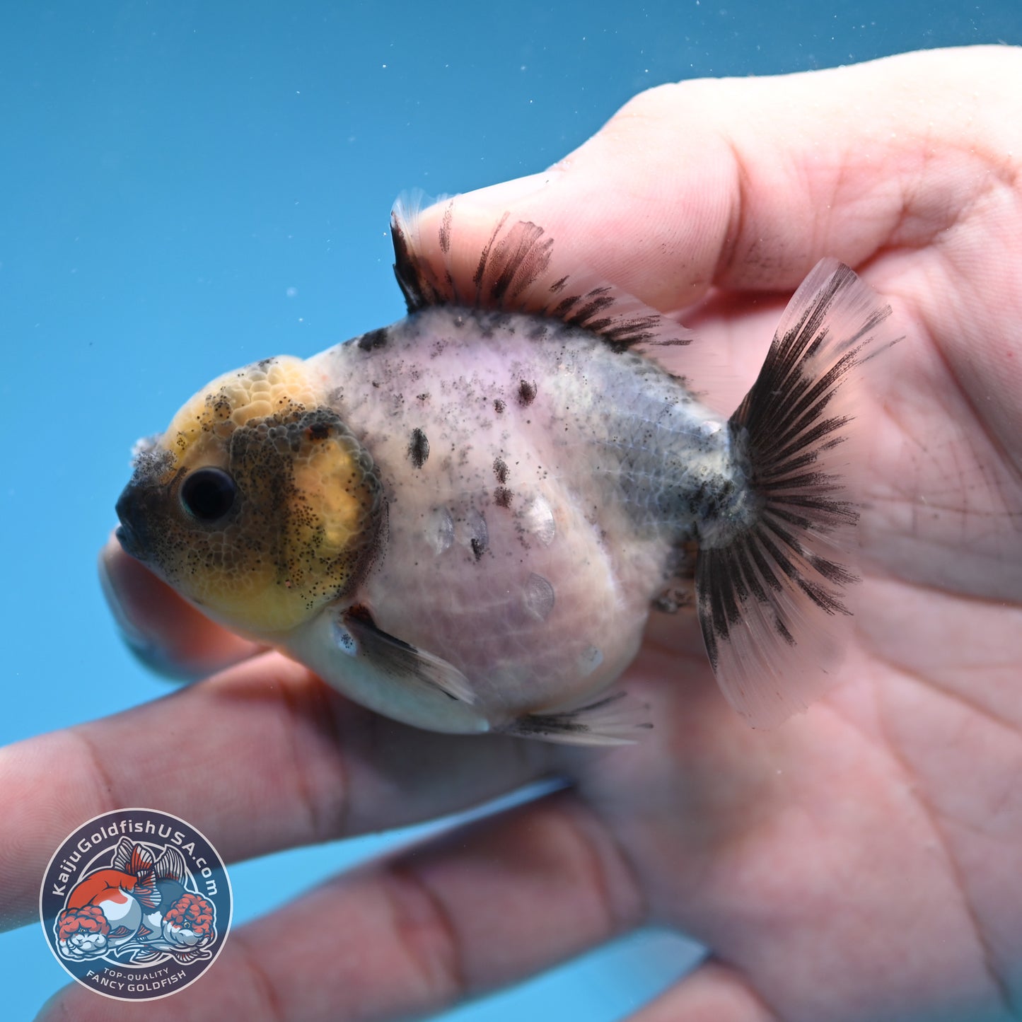 Juvenile Oranda 2.5 inch Body (260116_OR13)