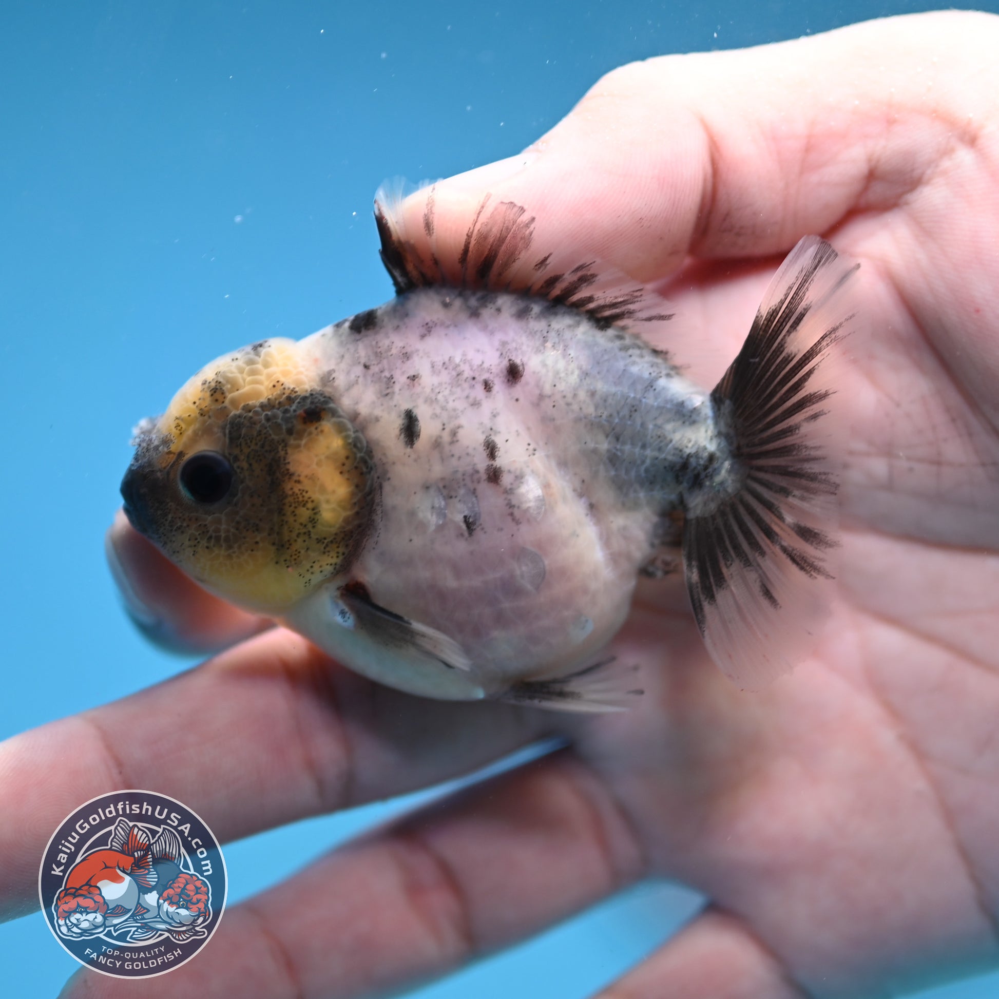 Juvenile Oranda 2.5 inch Body (260116_OR13)