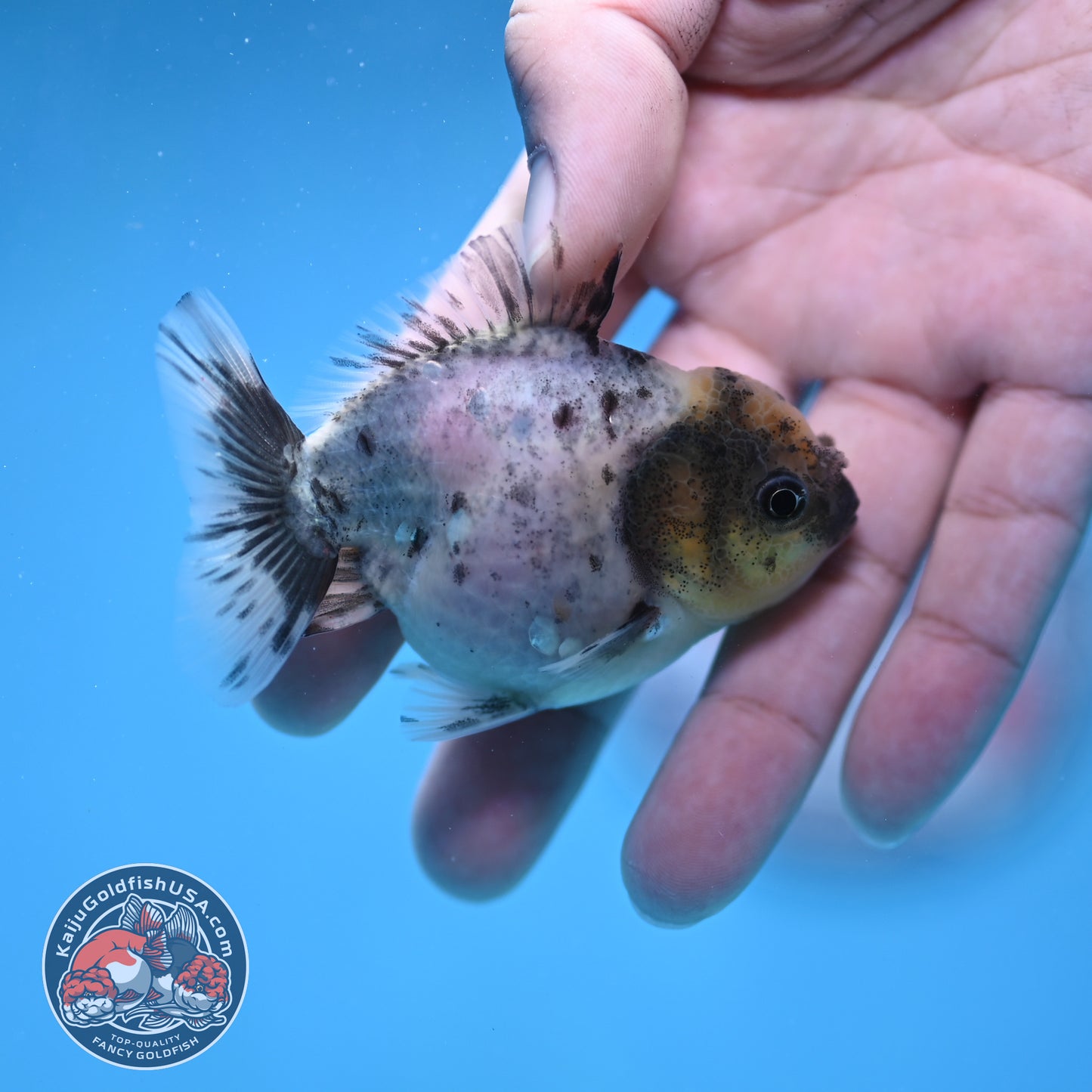 Juvenile Oranda 2.5 inch Body (260116_OR13)