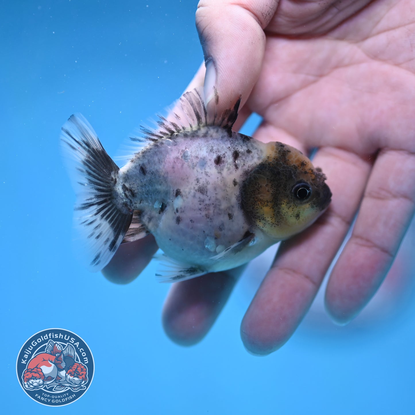Juvenile Oranda 2.5 inch Body (260116_OR13)