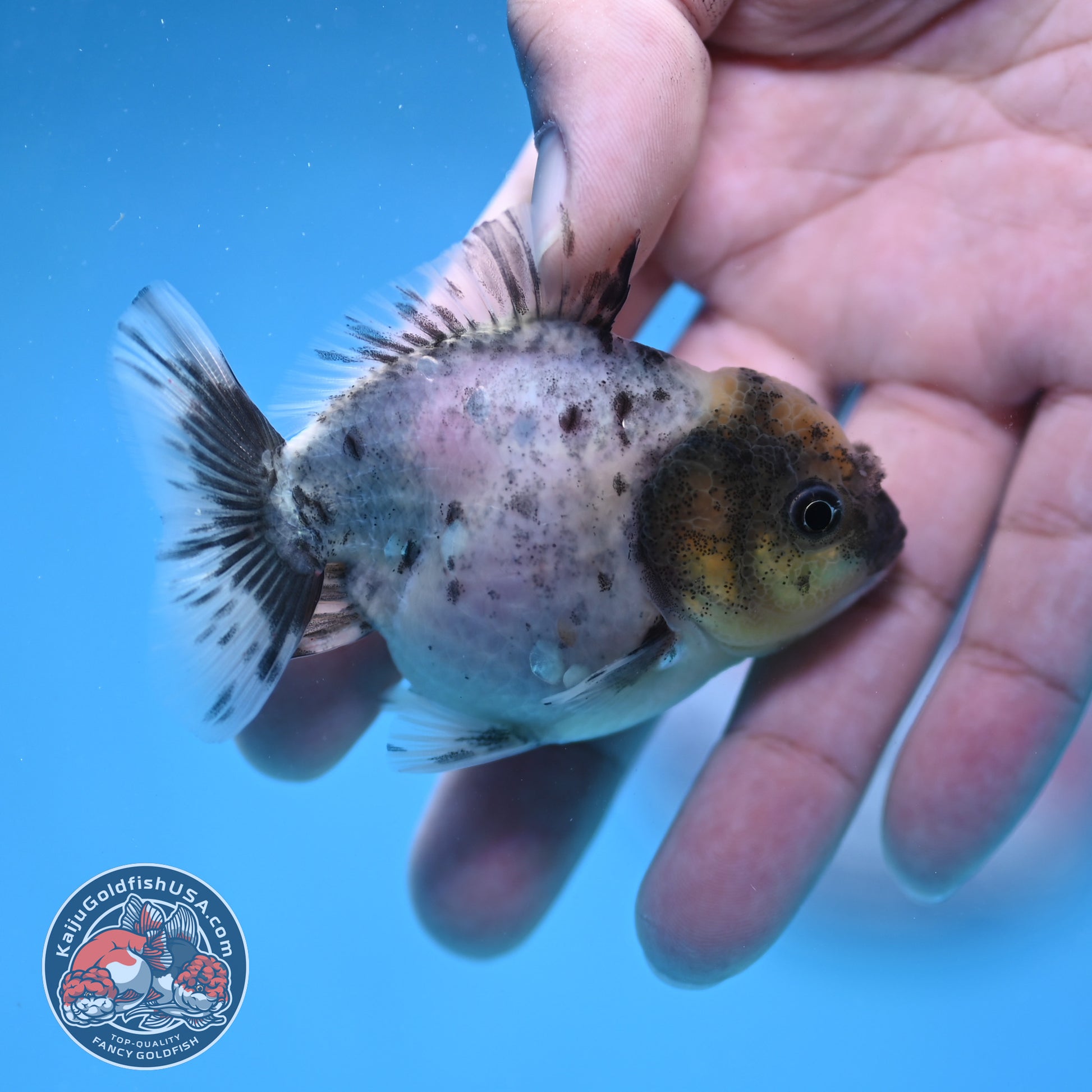 Juvenile Oranda 2.5 inch Body (260116_OR13)
