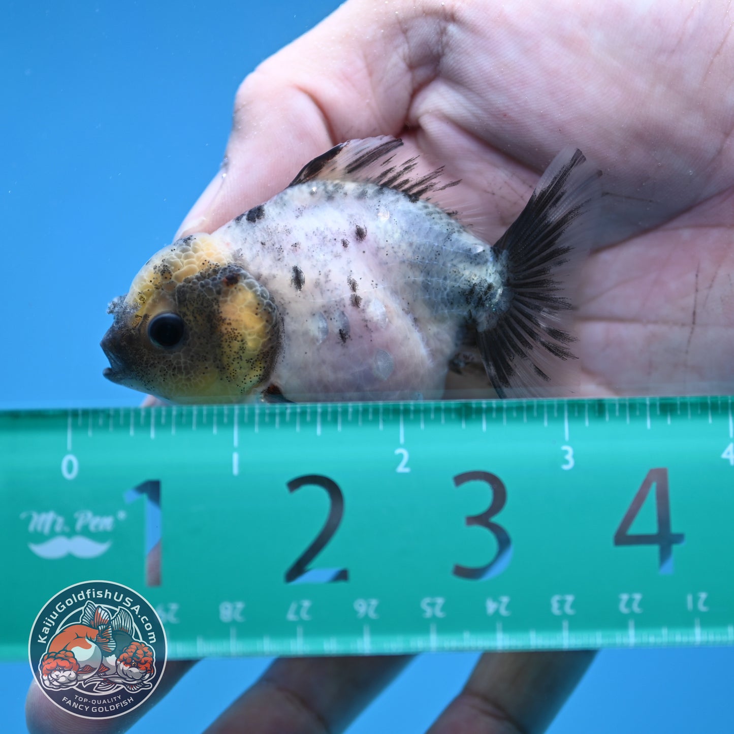 Juvenile Oranda 2.5 inch Body (260116_OR13)