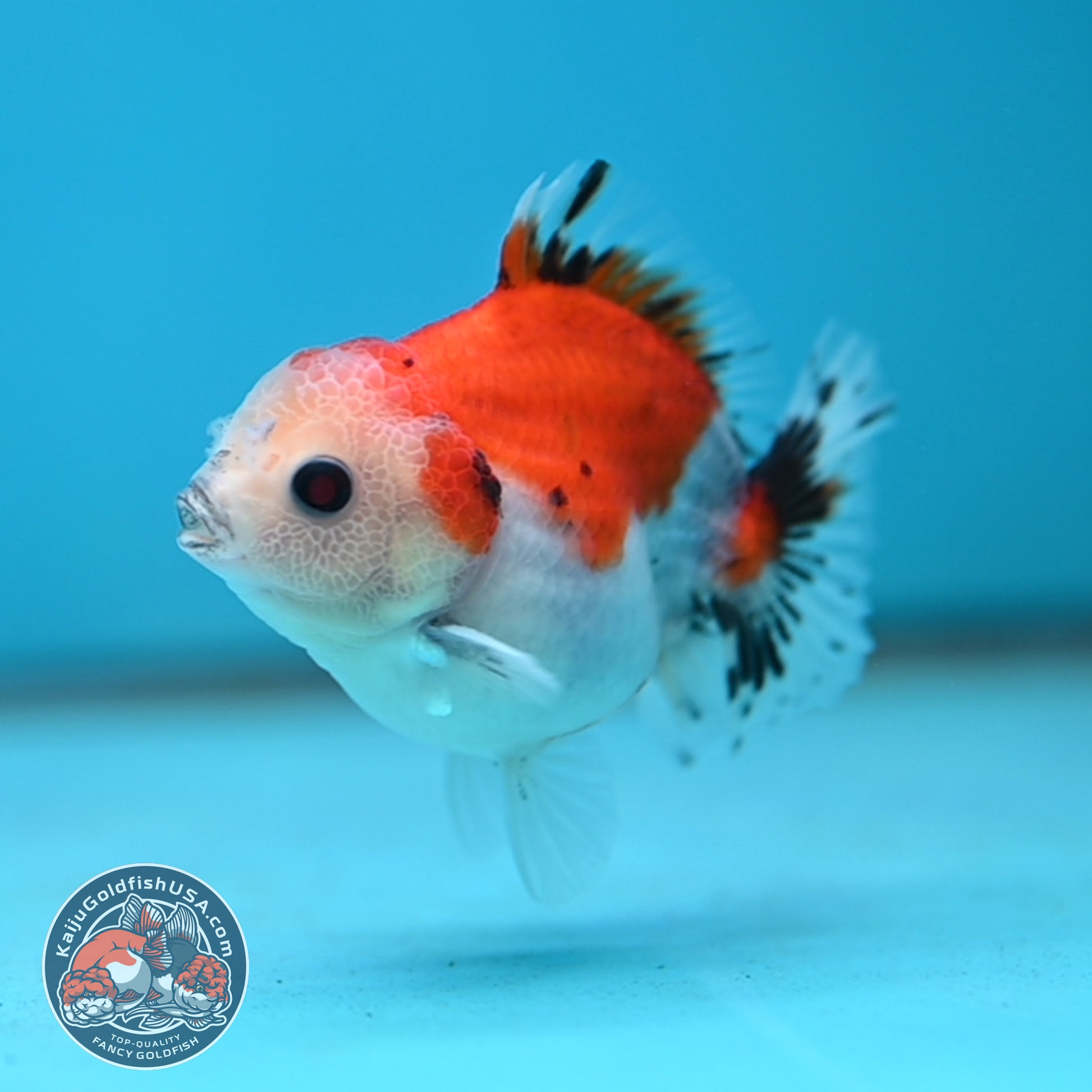 Juvenile Oranda 2.5 inch Body (260116_OR15)