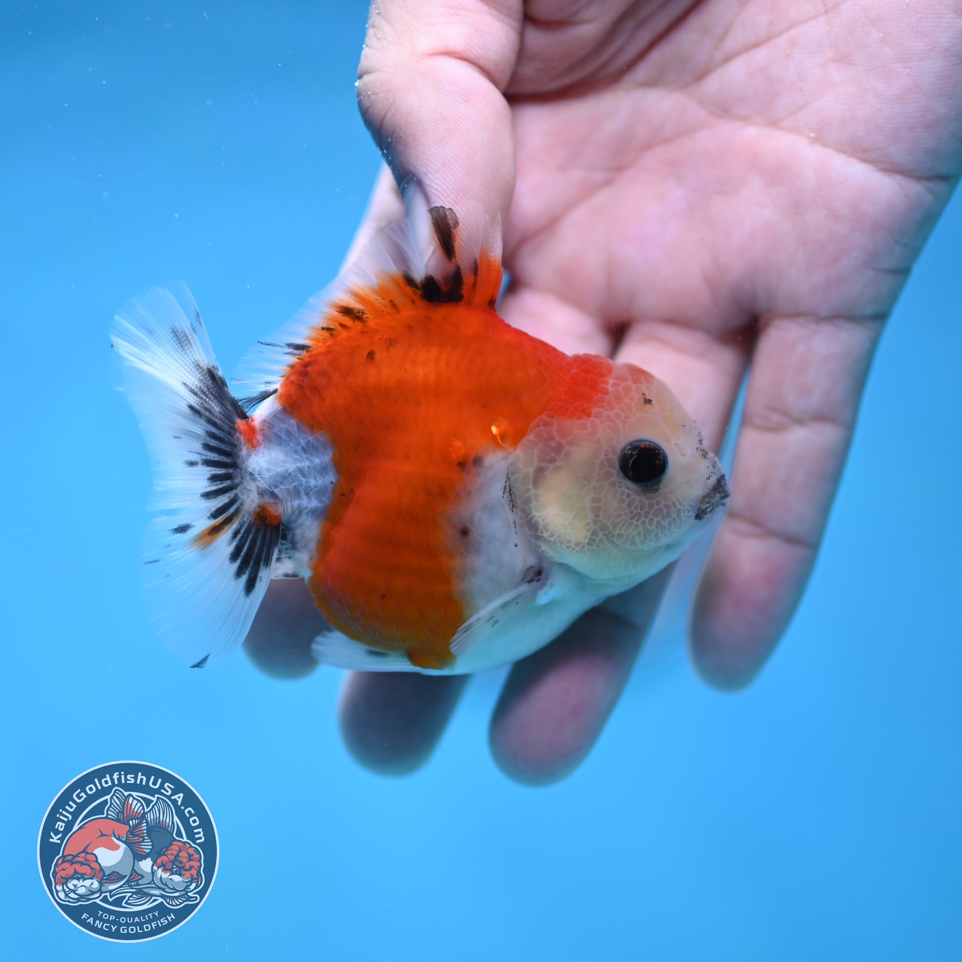 Juvenile Oranda 2.5 inch Body (260116_OR15)