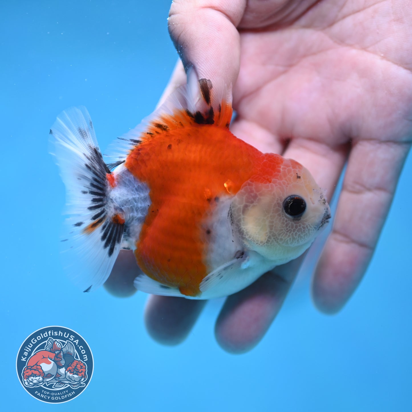 Juvenile Oranda 2.5 inch Body (260116_OR15)