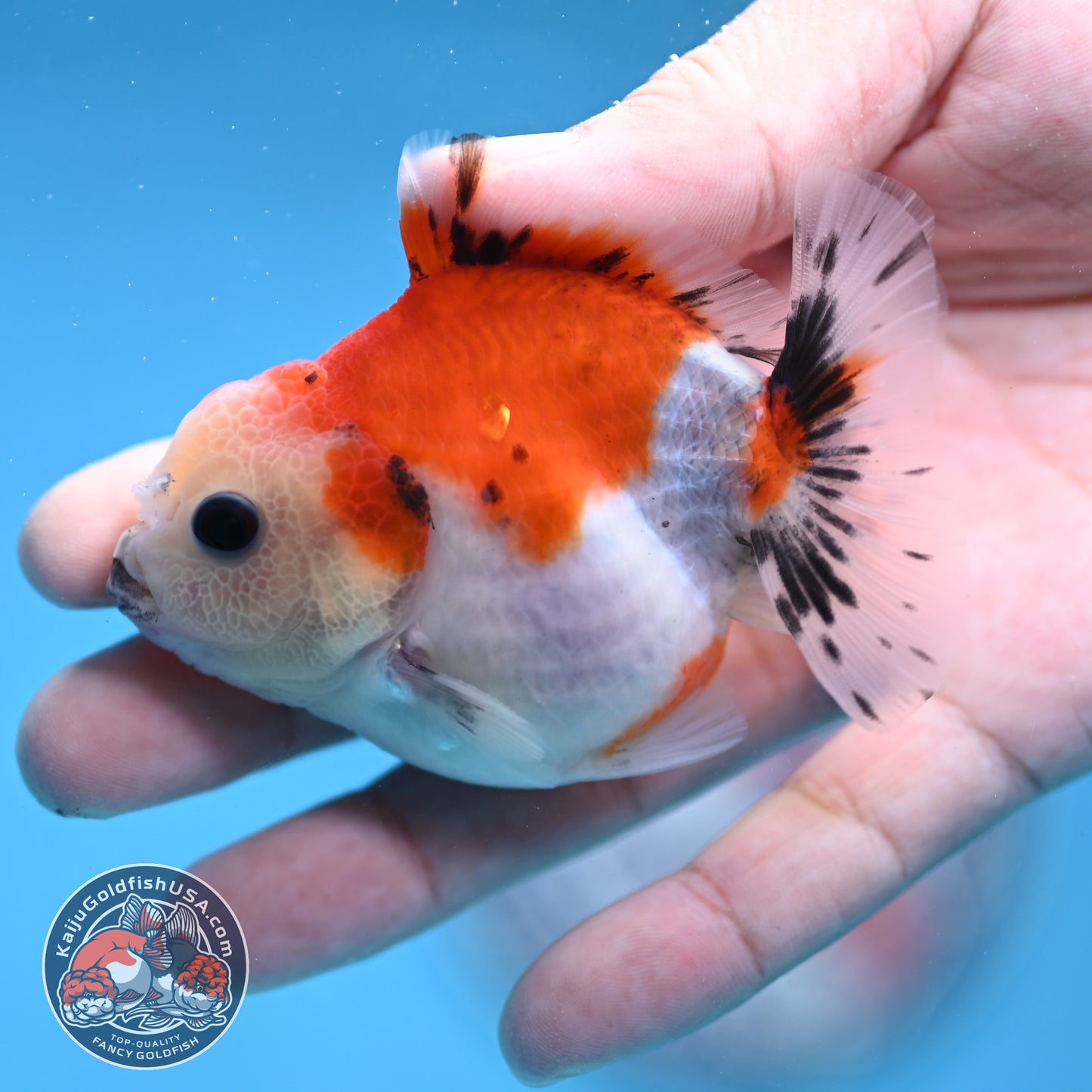 Juvenile Oranda 2.5 inch Body (260116_OR15)